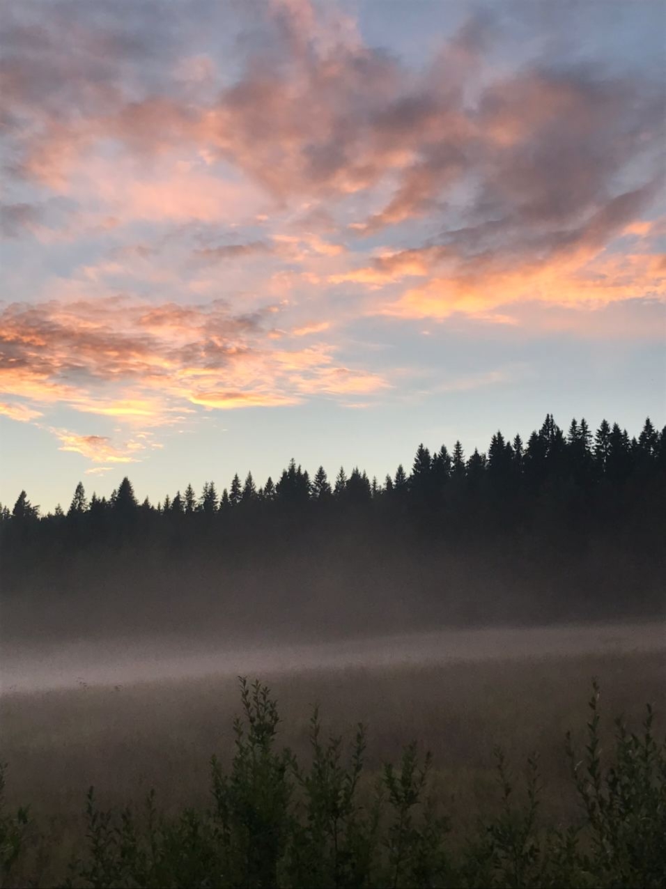 Magic Karelia - Карелия, Forest, Nature, beauty, Longpost