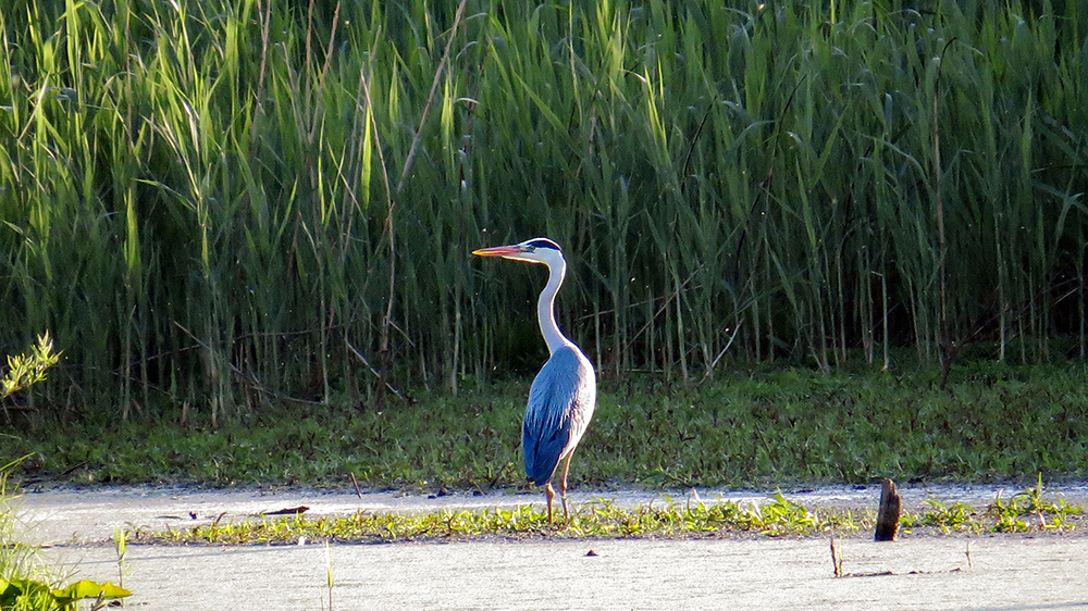 GRAY HERON - My, Heron, Gray heron, Ornithology, Birds, Nature, Moscow region, Schelkovo, Video, Longpost