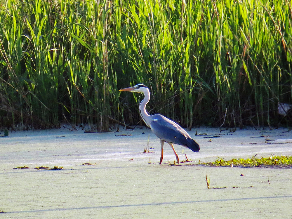 GRAY HERON - My, Heron, Gray heron, Ornithology, Birds, Nature, Moscow region, Schelkovo, Video, Longpost