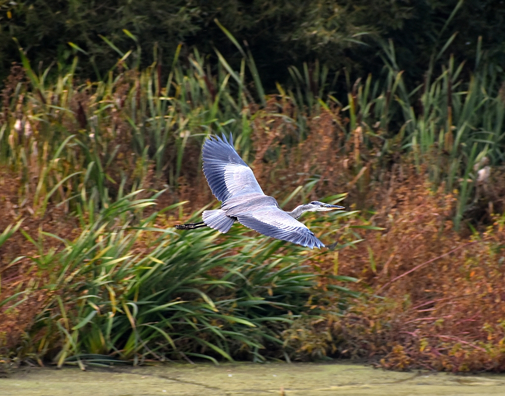 GRAY HERON - My, Heron, Gray heron, Ornithology, Birds, Nature, Moscow region, Schelkovo, Video, Longpost