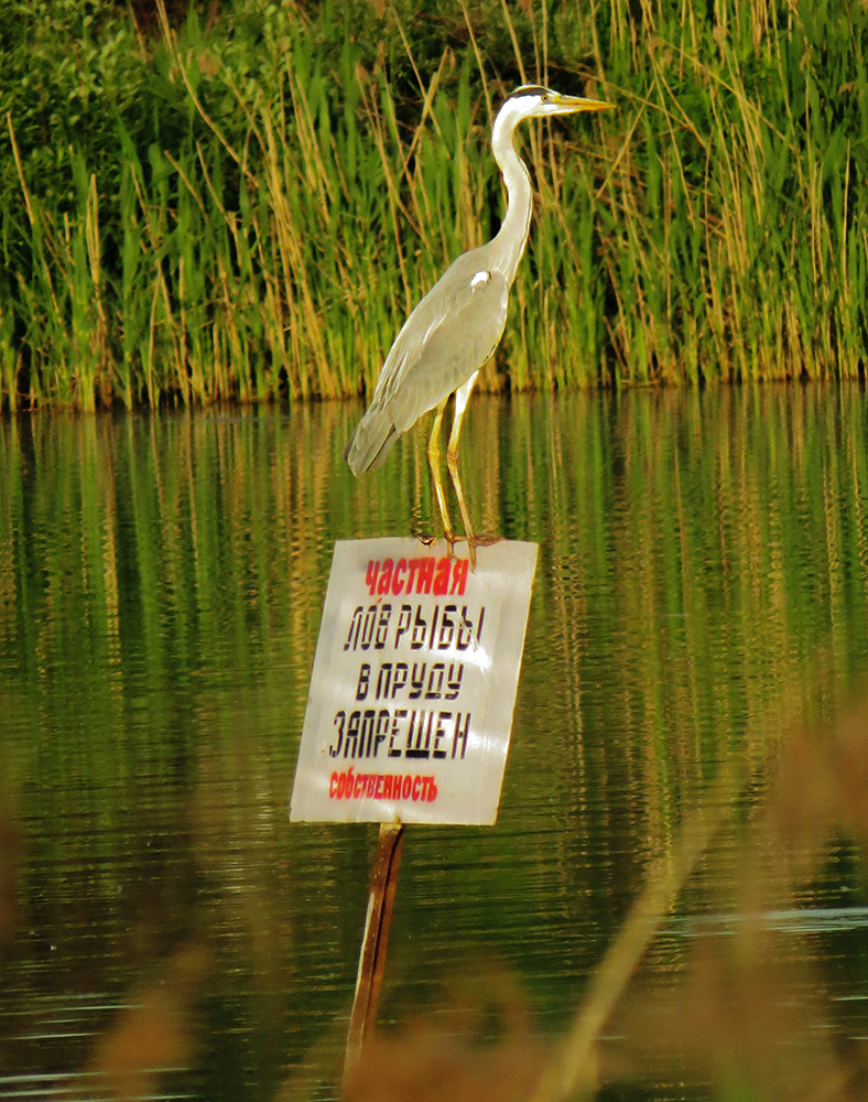 GRAY HERON - My, Heron, Gray heron, Ornithology, Birds, Nature, Moscow region, Schelkovo, Video, Longpost