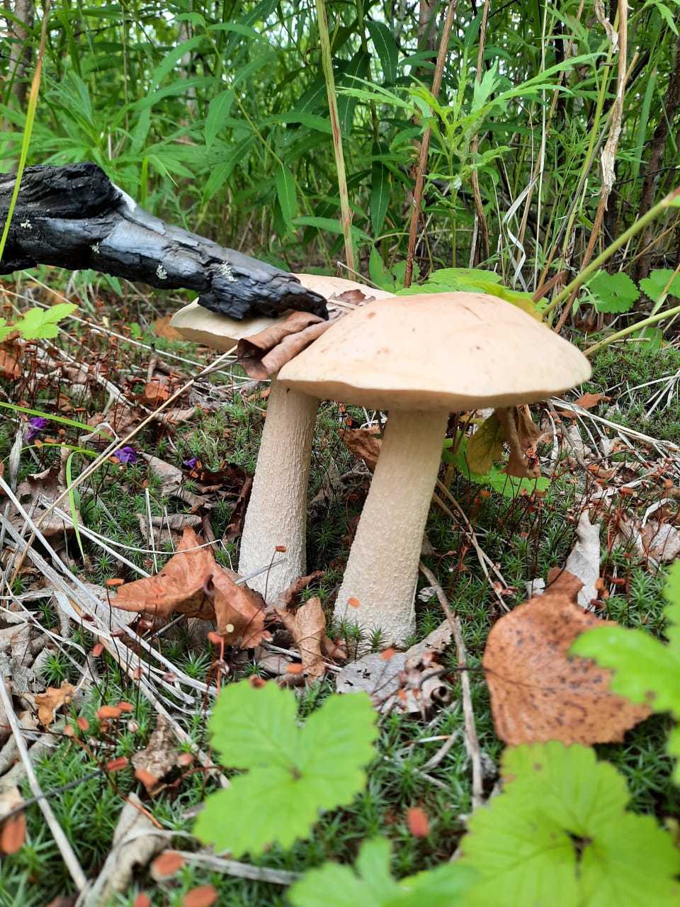 Silent hunting in Kamchatka - My, Silent hunt, Kamchatka, The photo, Mushrooms, Longpost