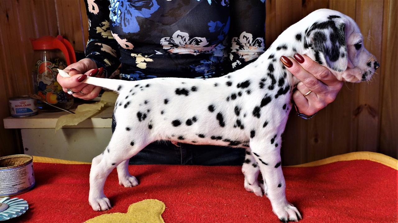 The story of a new friend - My, Dalmatian, Dog, Sport, Tourism, Travels, friendship, 101 dalmatians, Longpost, Life stories