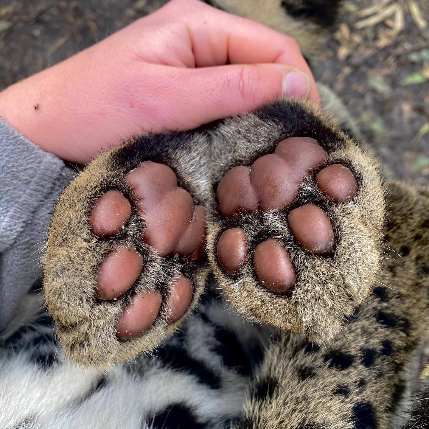 Clouded leopard pads - Paws, Longpost, The photo, Animals, Clouded leopard, Cat family, Wild animals, Cat pads