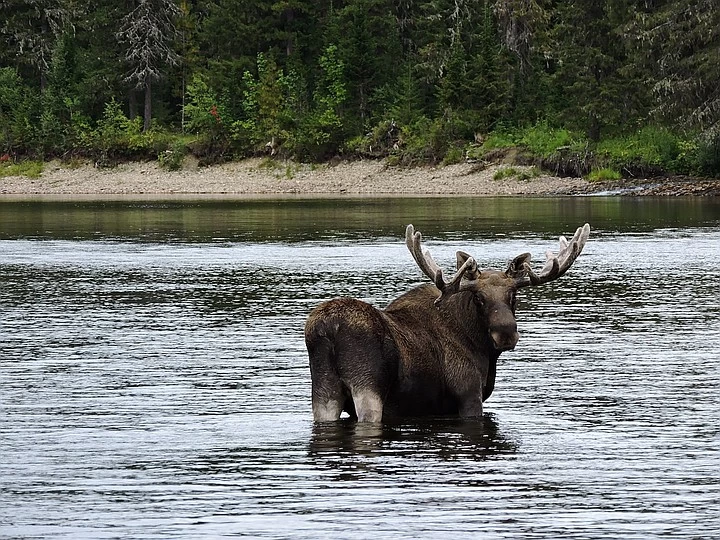 Fight in the Perm region: a bear attacked a moose! - The Bears, Elk, Fight, Perm Territory, Reserves and sanctuaries, Wild animals, wildlife, Longpost, Negative