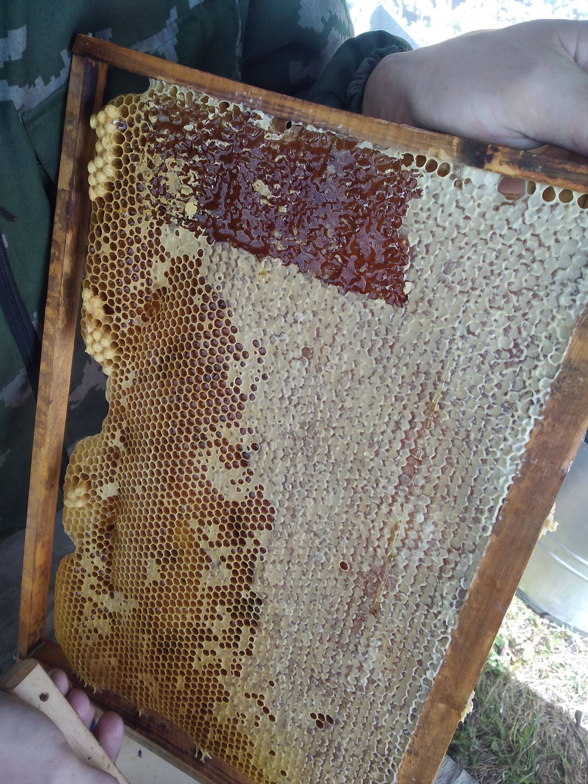 Collecting honey in a small apiary in Siberia - My, Friday tag is mine, Honey, Bees, Longpost