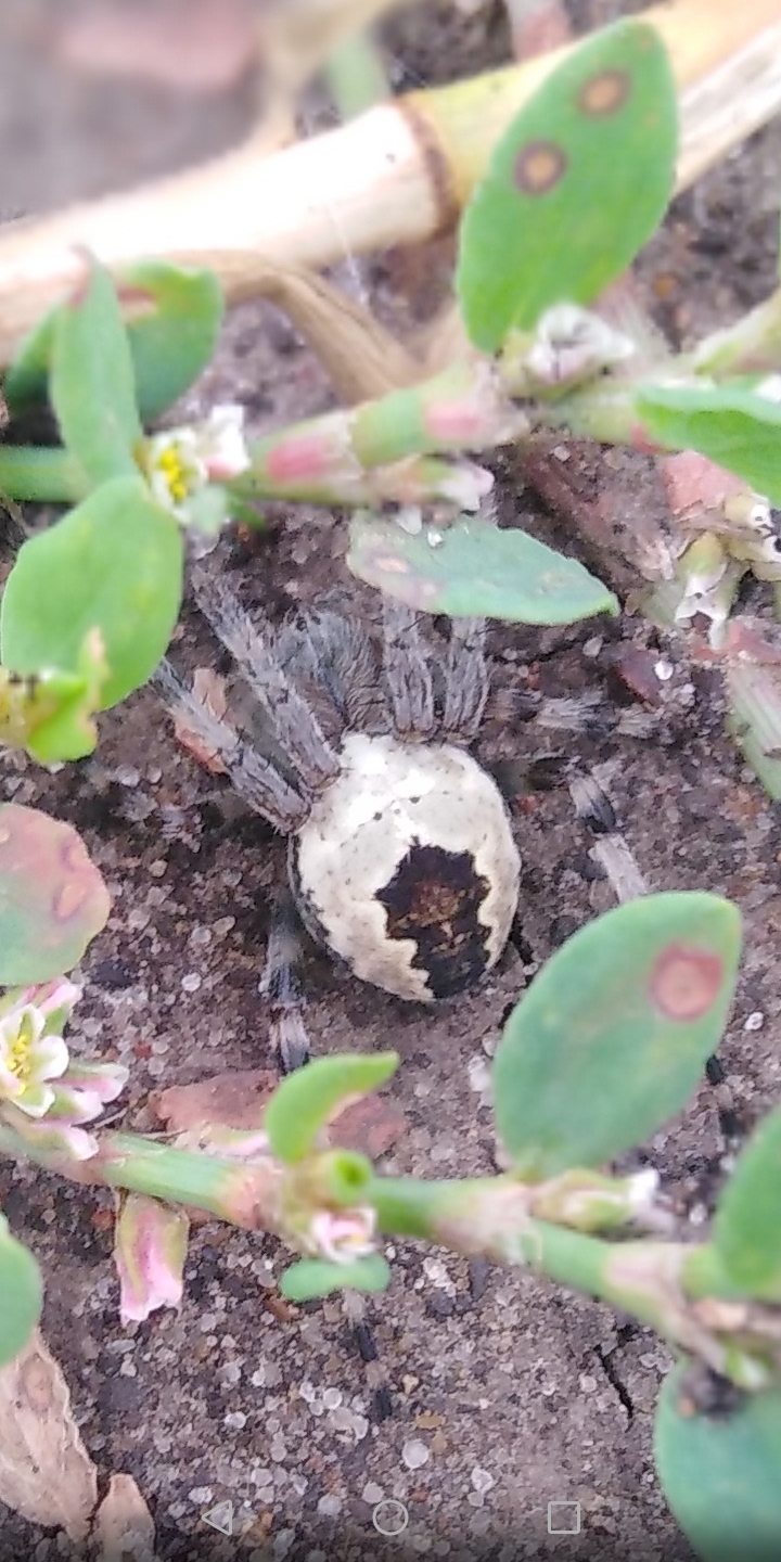 Help identify the type of spider - Spider, Arachnids, Arthropods