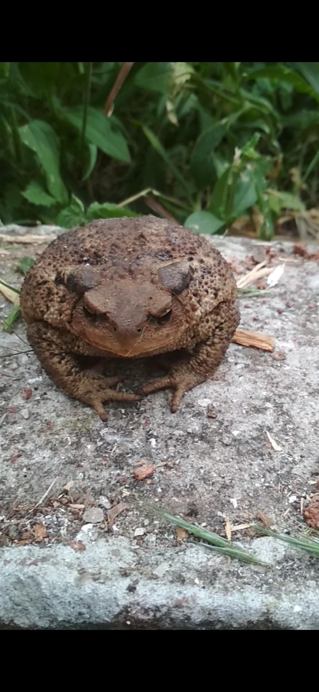 Common hypnotoad. Dacha - My, Toad, Dacha, Demon, Video, Longpost