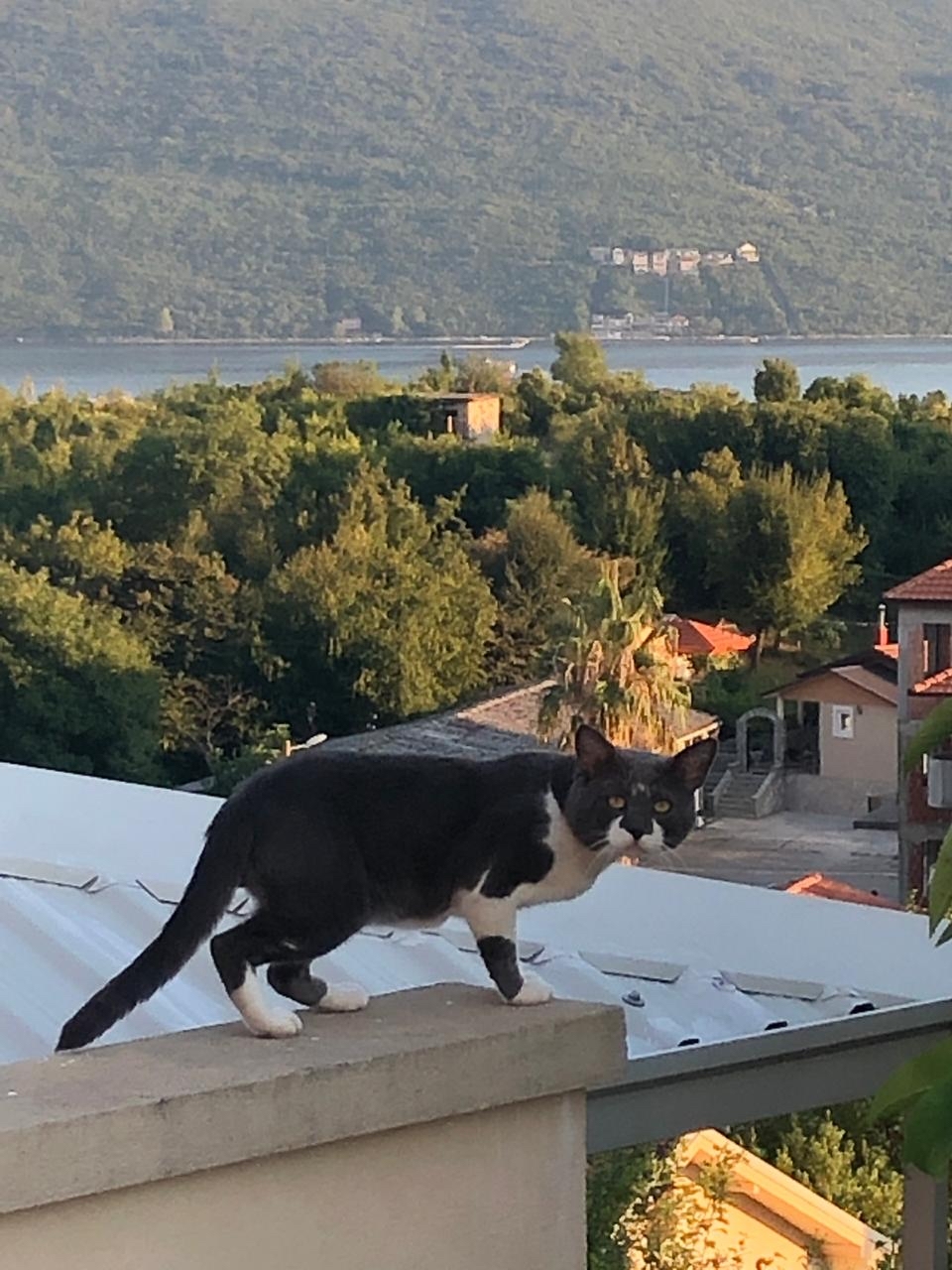 Montenegrin cat - My, cat, Montenegro