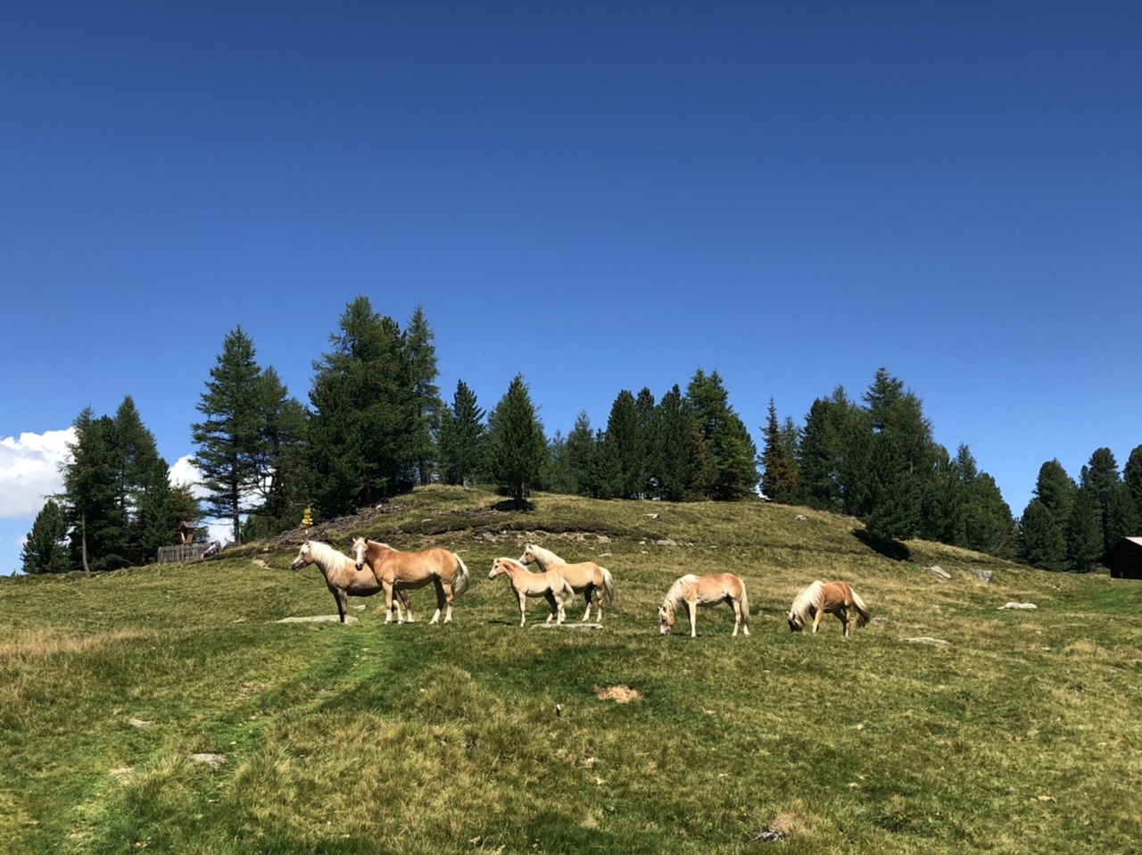 Hike to the Patscherkofel Schutzhaus. Austria, Tyrol. Part two - My, Austria, Tyrol, Innsbruck, Hike, Travels, The photo, The mountains, Longpost