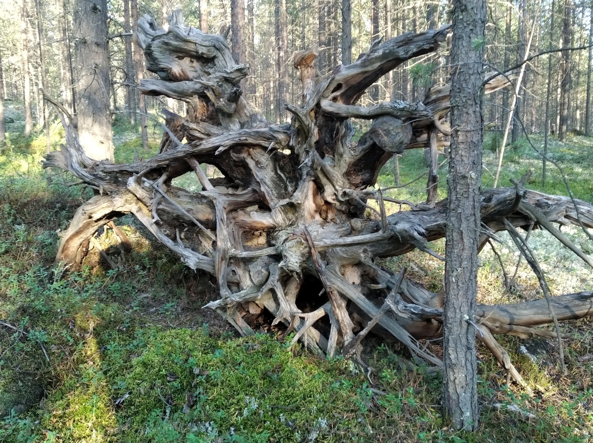 Forest, driftwood, stones - My, The photo, Forest, Longpost