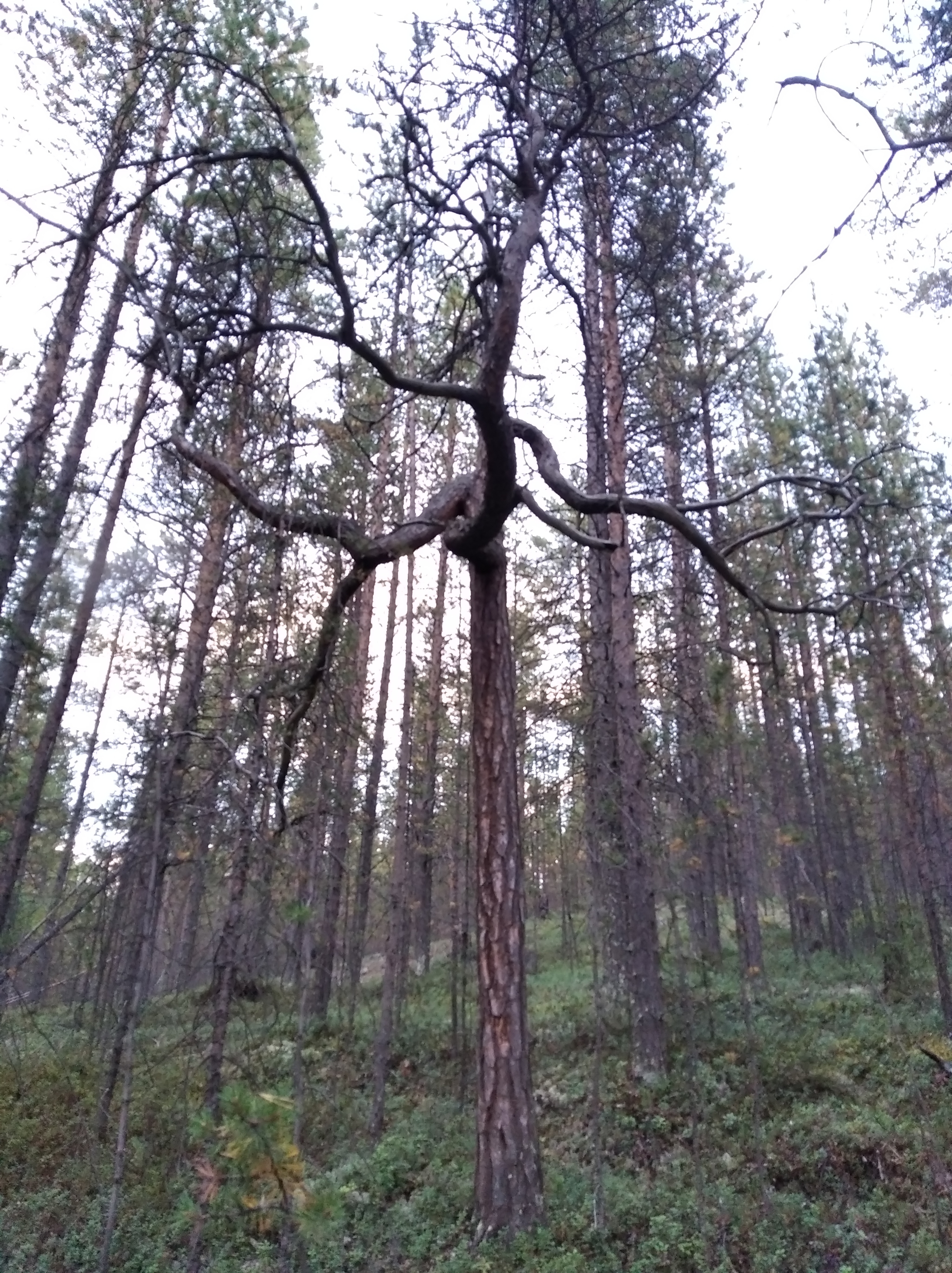 Forest, driftwood, stones - My, The photo, Forest, Longpost