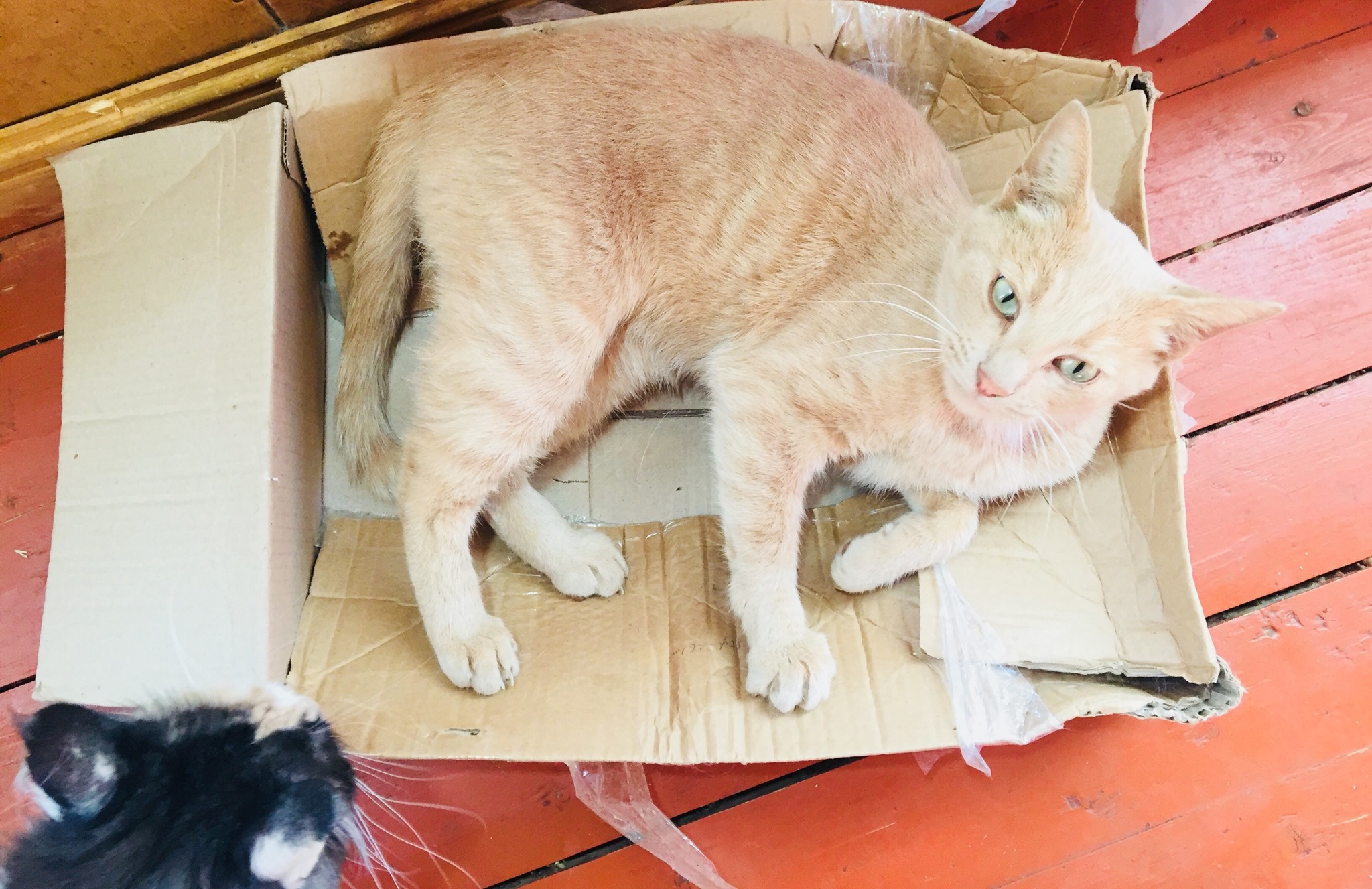 Adventures of a box in my house - My, cat, Kittens, Box, Box and cat, Longpost