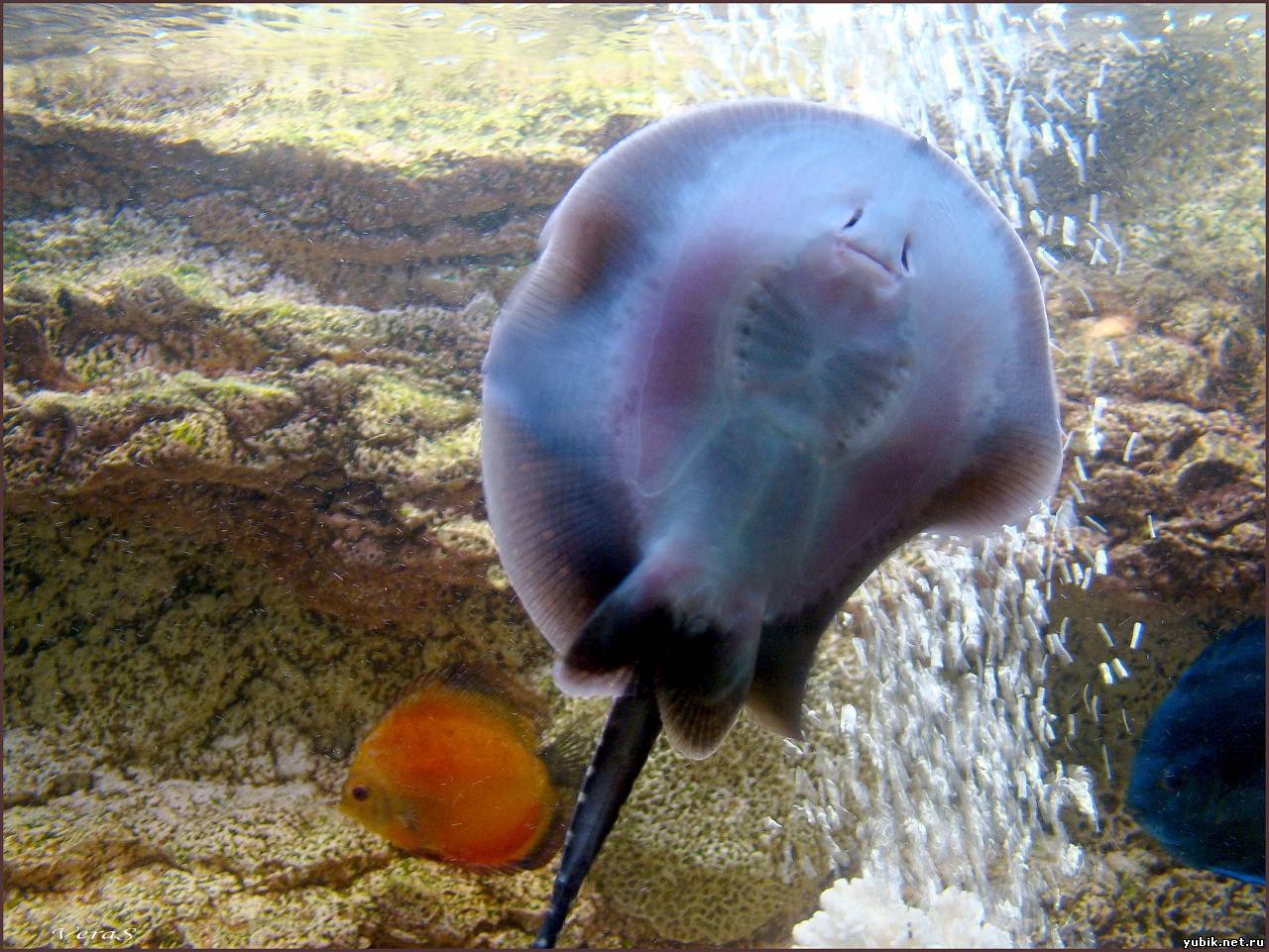 How does a stingray eat? - My, Penza Oceanarium, Stingray, Stingray, A fish, Oceanarium, Animals, Longpost