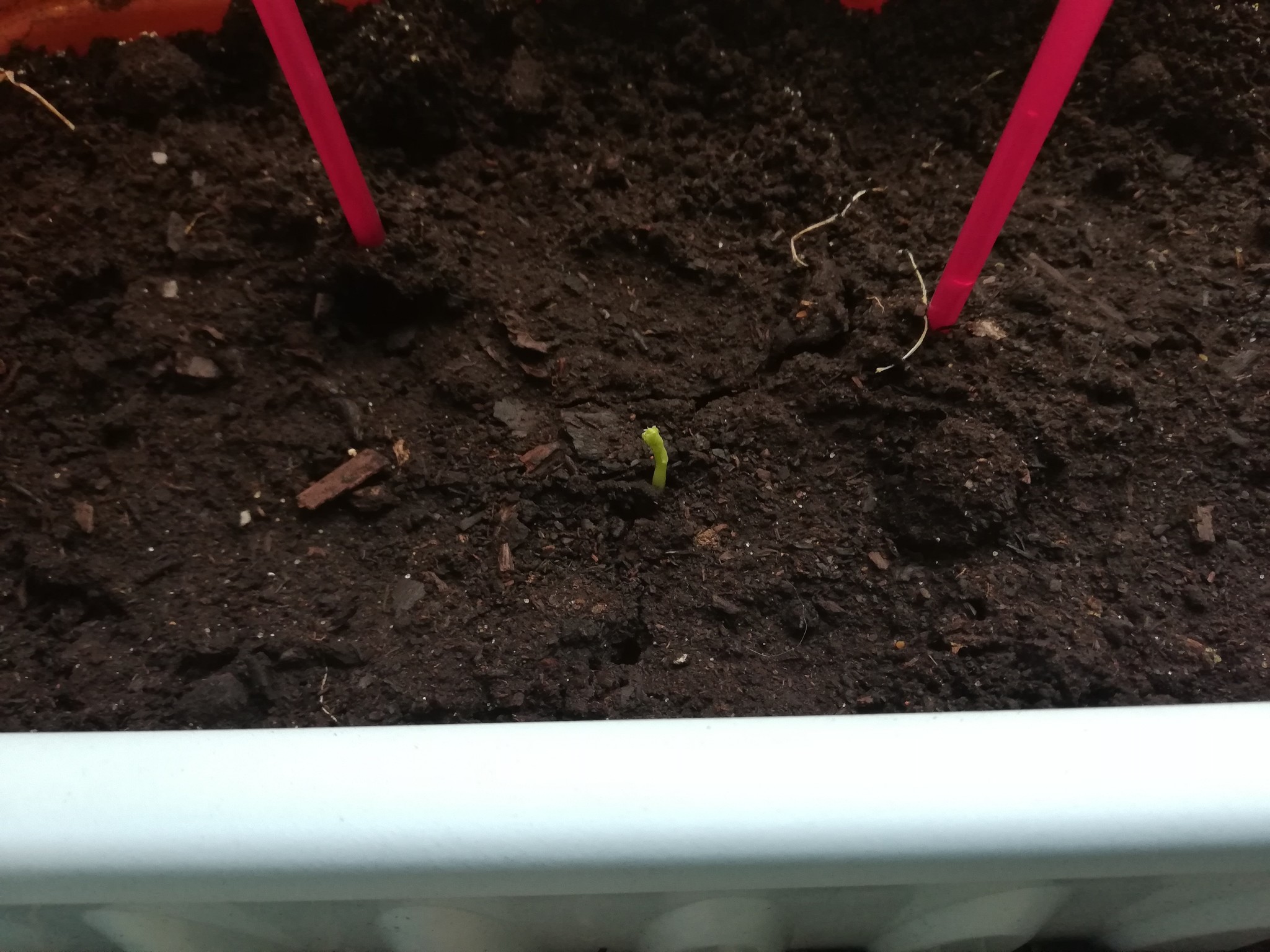 Window garden. Or a garden window sill - My, Vegetable garden on the windowsill, Garlic, Onion, Peas, Tomatoes, Photo on sneaker, Longpost