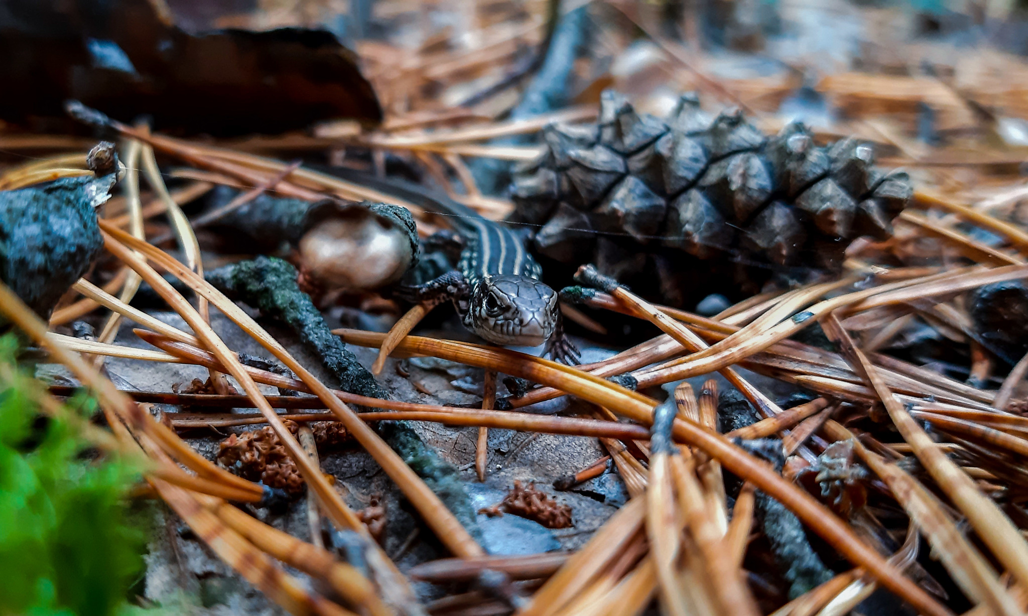 There should be an interesting title here - My, Mound, Forest, Nature, Dog, Friend of human, Walk, Lizard, Longpost