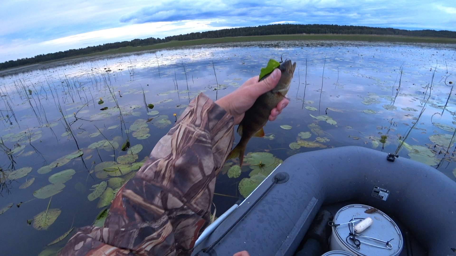 Trouble-free tackle - My, Pike, Perch, Fishing, A boat, Zhivets, Video, Longpost