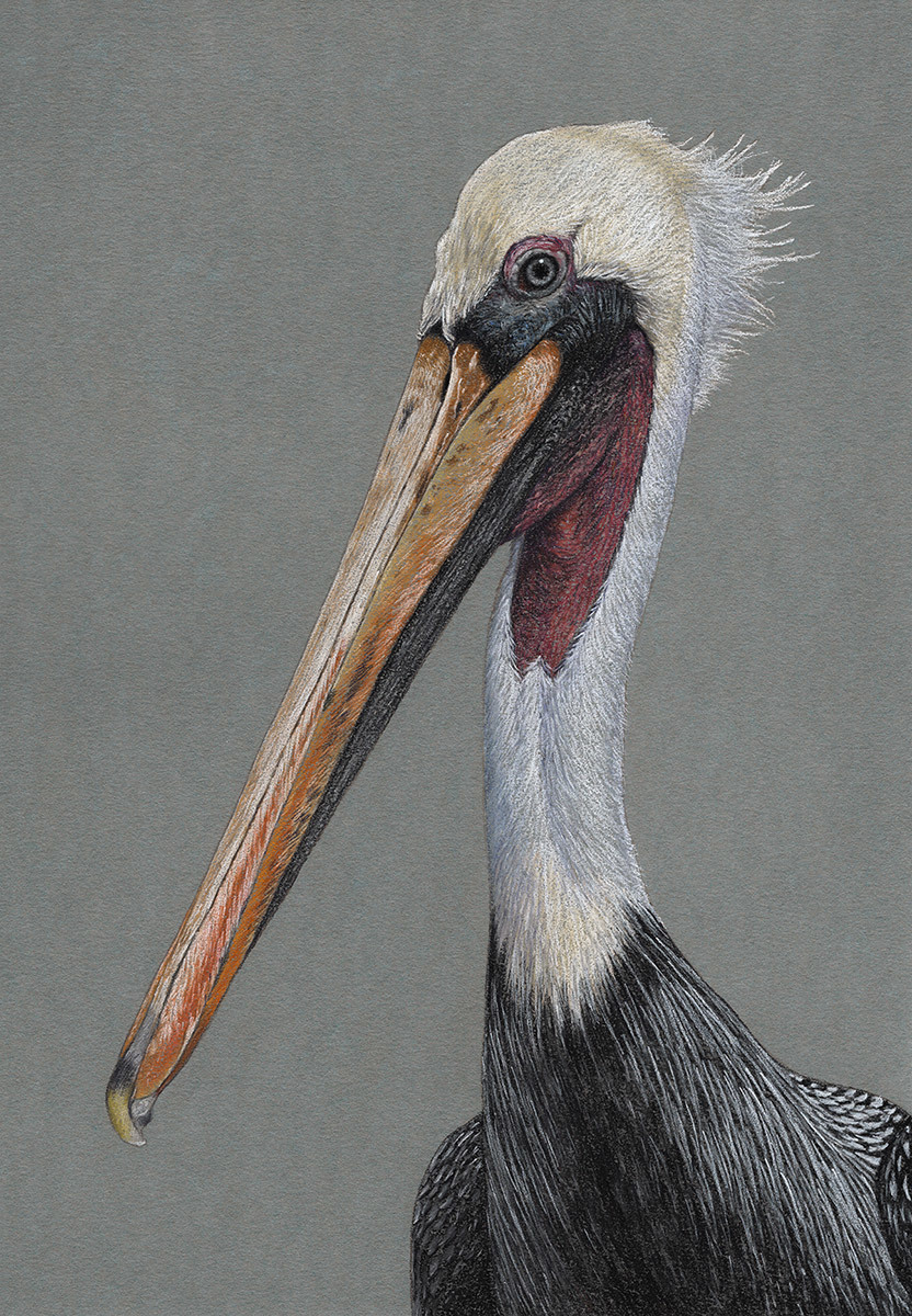 American brown pelican - My, Drawing, Pastel, Birds, Art, Animalistics, Pelican