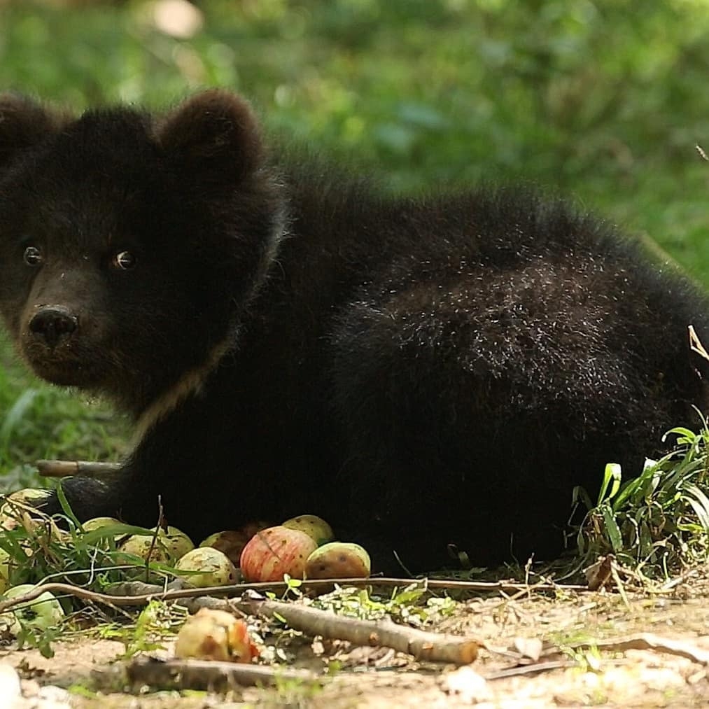 Baby Puzha - The photo, Animals, The Bears, Young, Apples, Longpost, Milota, Teddy bears