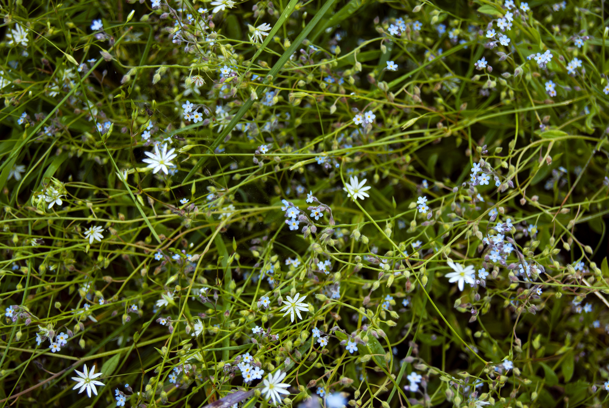 Wildflowers - My, The photo, Nature, Wildflowers