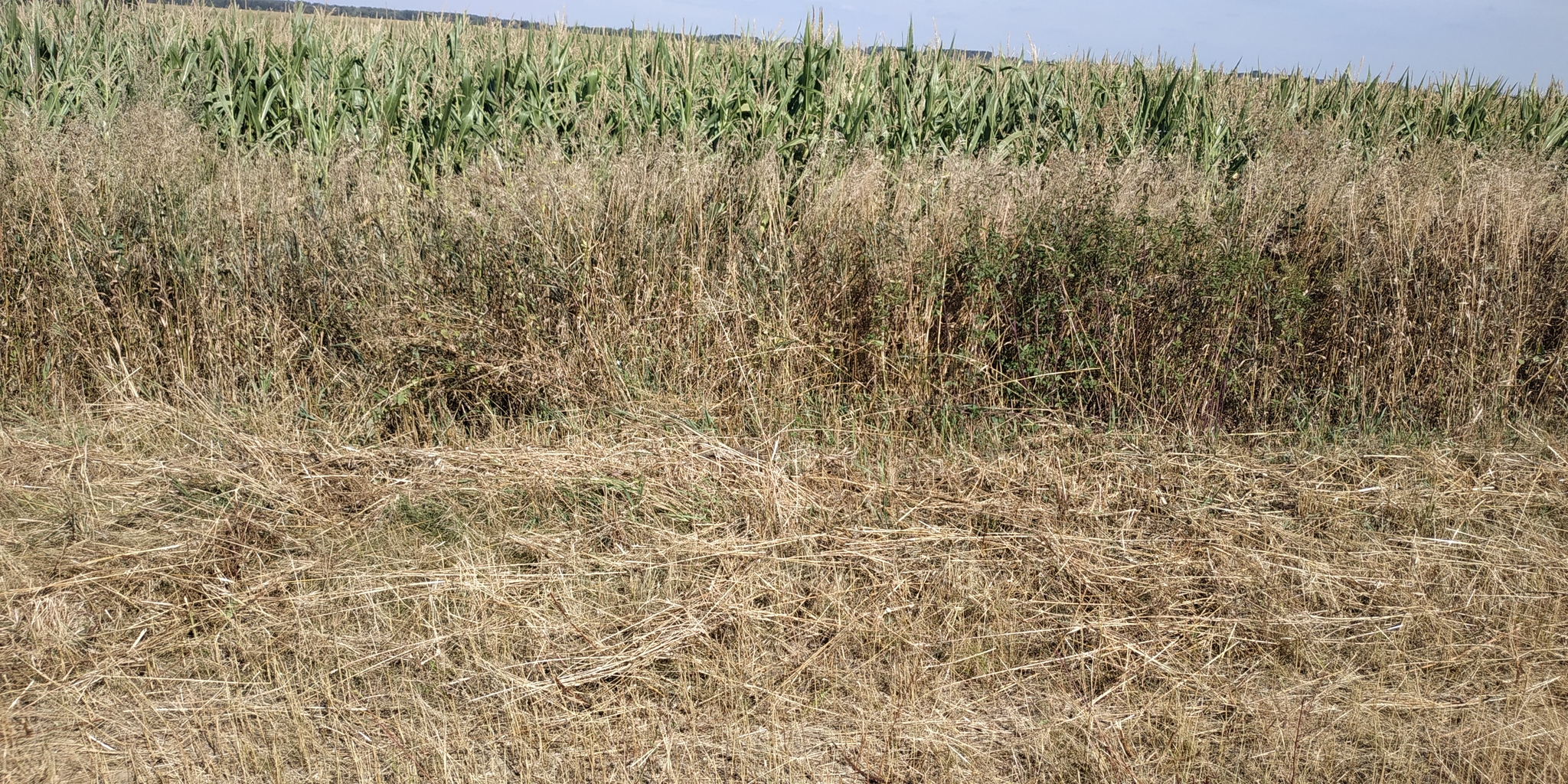 Find the hare in the photo - My, Hare, Animals, Nature, A wave of posts