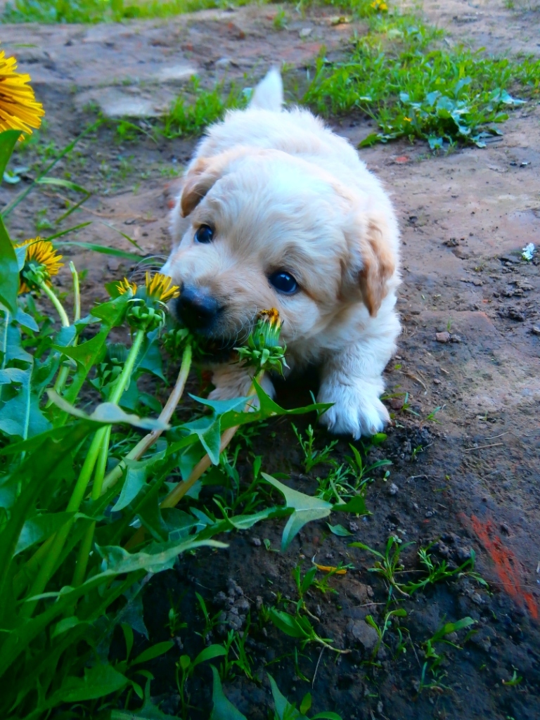 My Tishka - My, Puppies, Village, Longpost, Dog, Milota