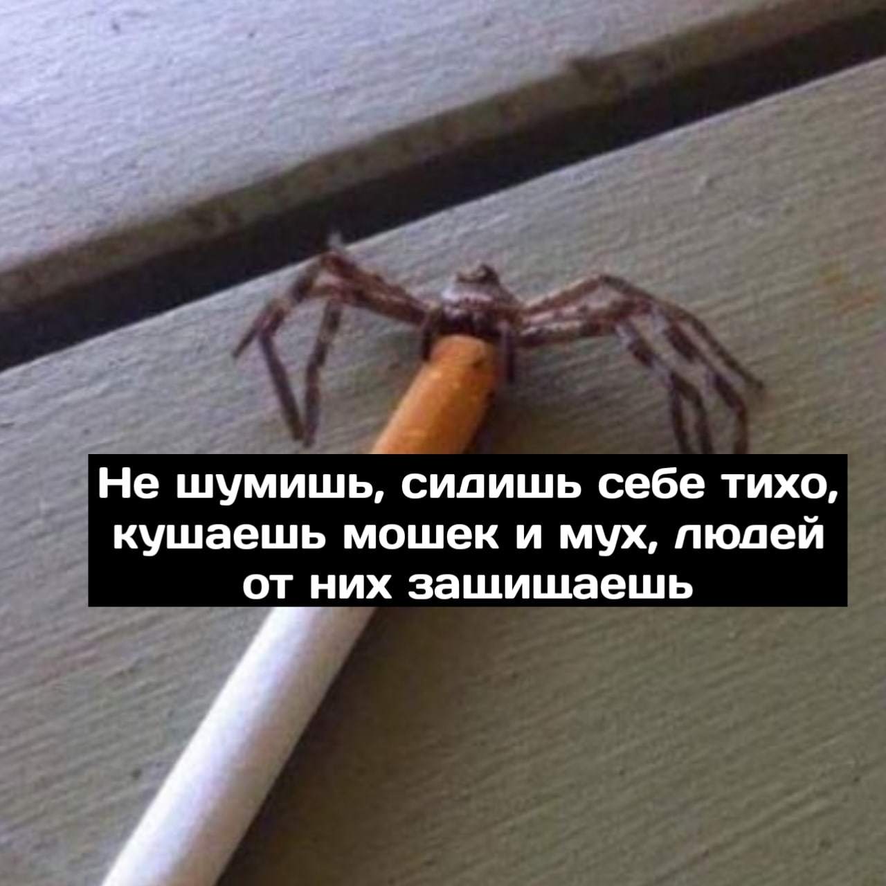 Spider Depression - Spider, Cigarettes, Depression, Arachnophobia, Longpost, Mat, Picture with text