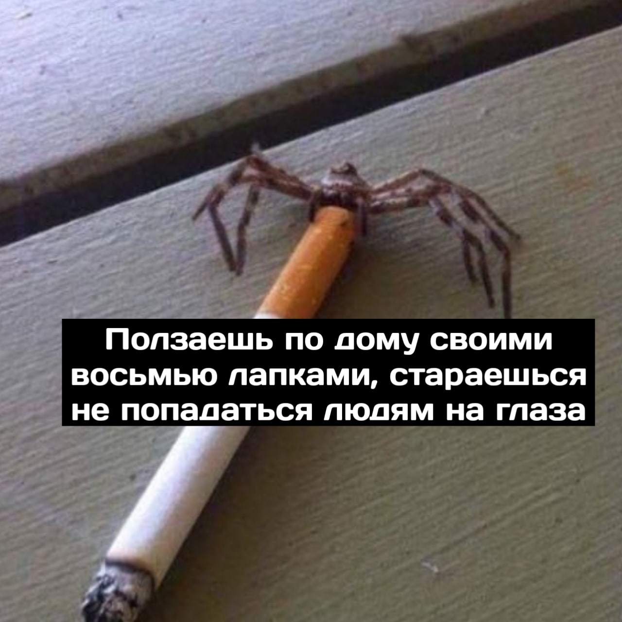 Spider Depression - Spider, Cigarettes, Depression, Arachnophobia, Longpost, Mat, Picture with text