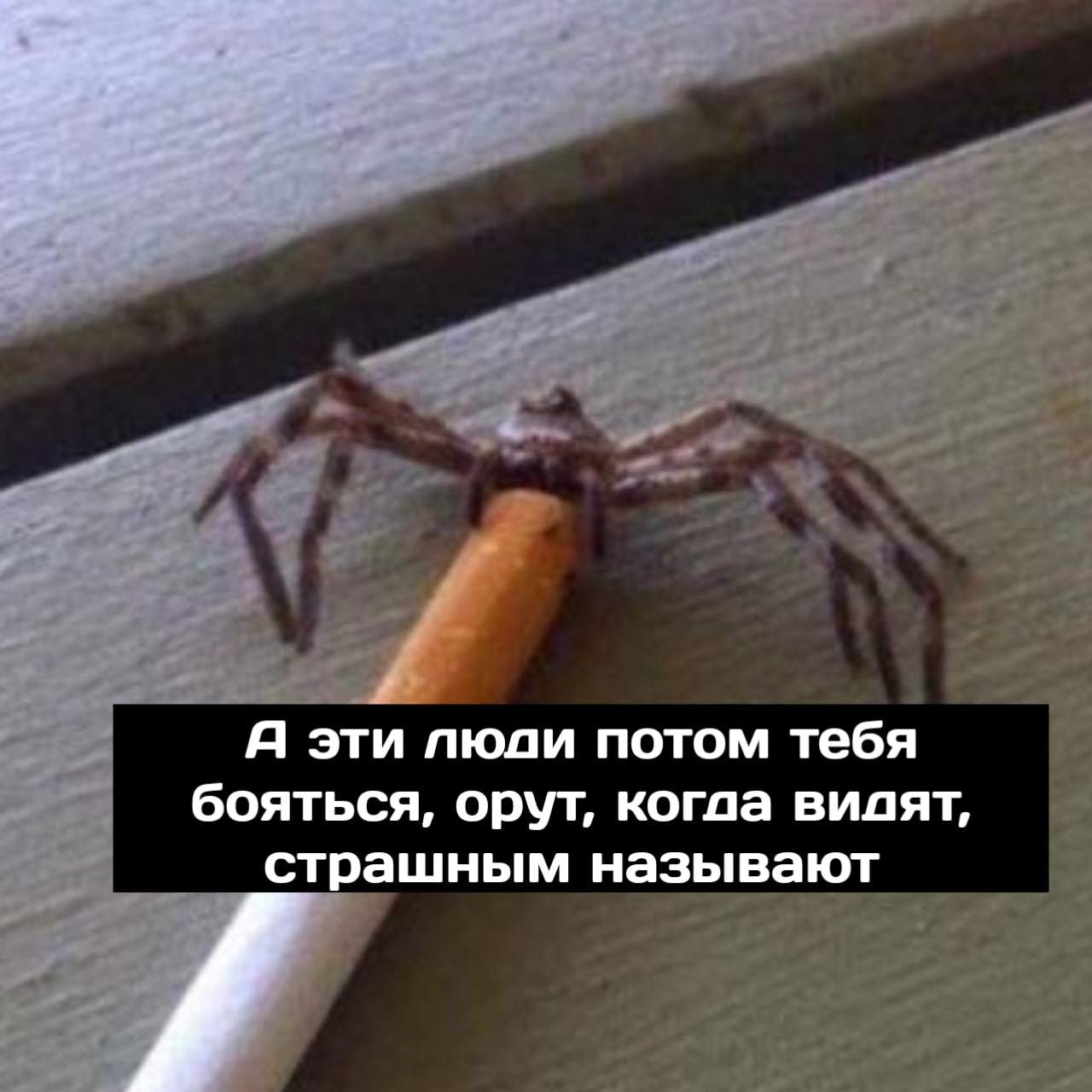 Spider Depression - Spider, Cigarettes, Depression, Arachnophobia, Longpost, Mat, Picture with text