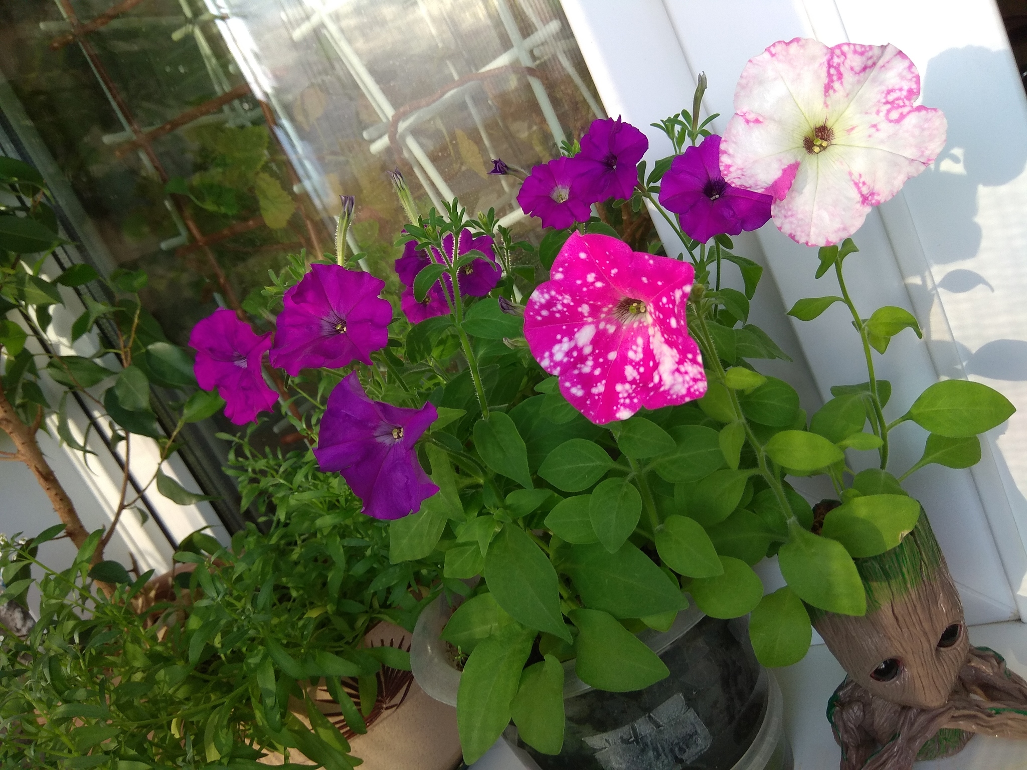 Petunias - Petunia, Flowers, beauty, Houseplants, The photo, Longpost