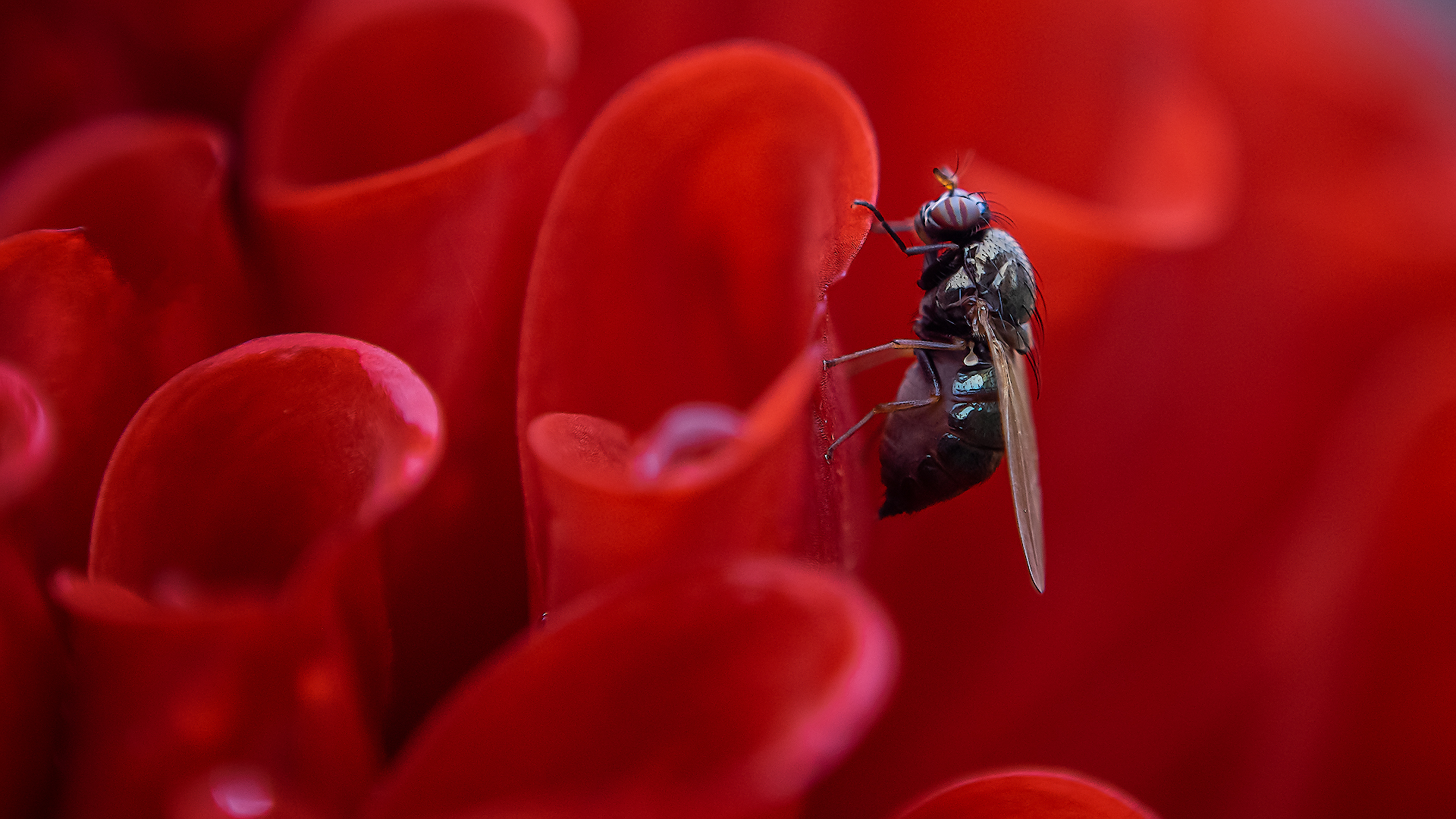 Macro on the shifter, part two - My, Nikon d5300, Macro photography, Insects, Hobby, Longpost, The photo