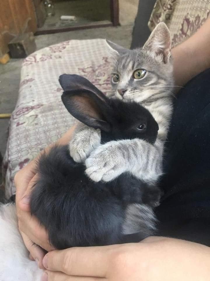 Hugs - Rabbit, cat, Hugs