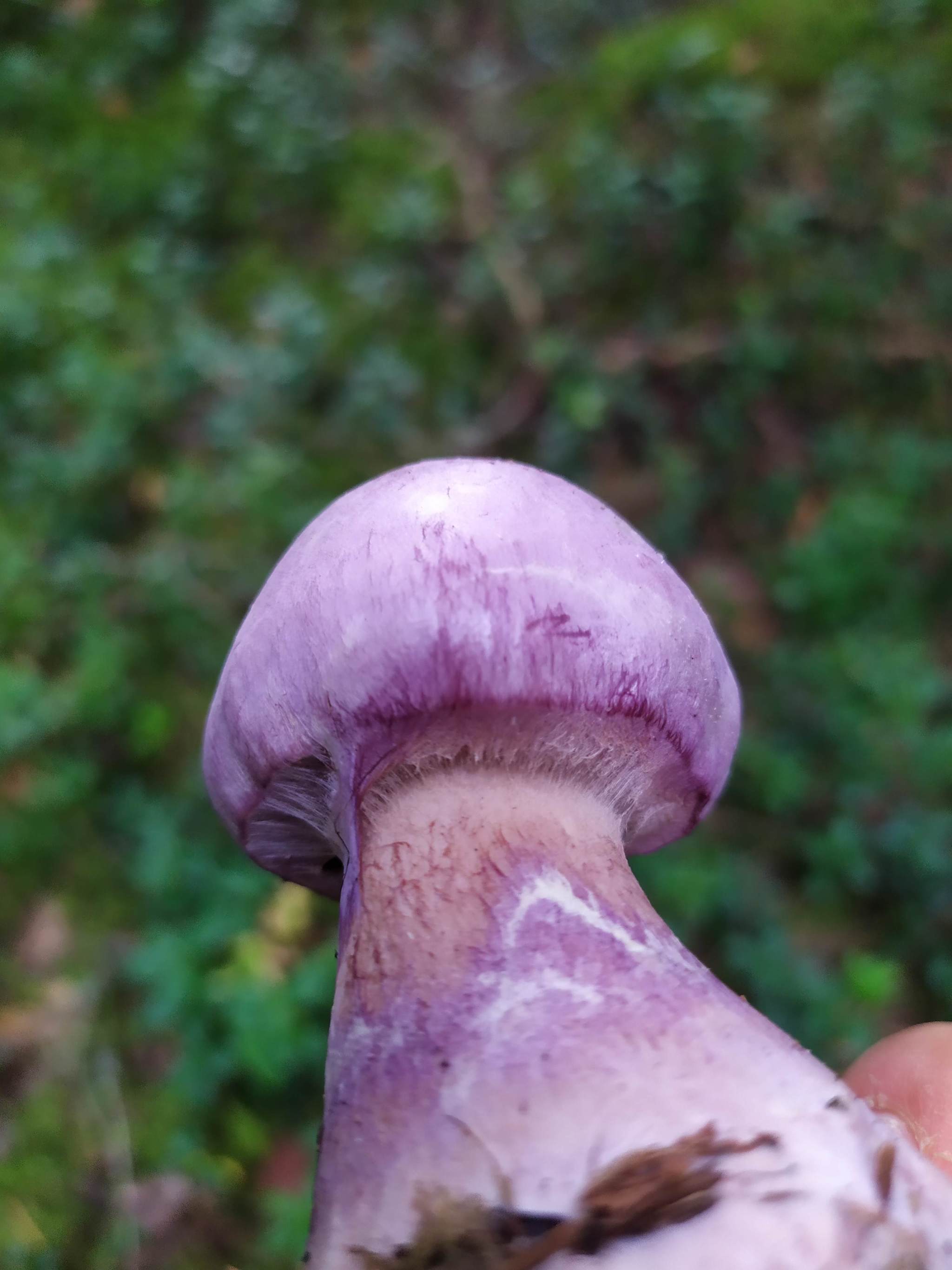 Mushroom head cock