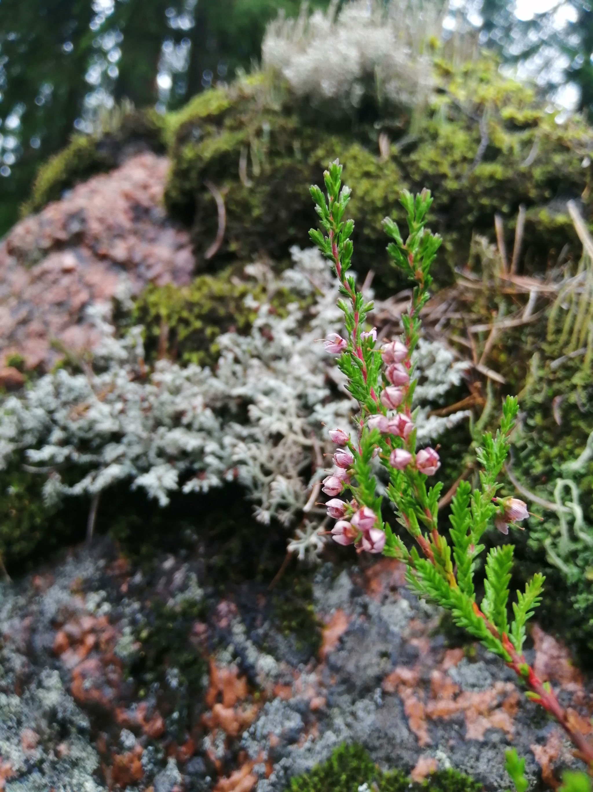 Karelia - My, Карелия, Moss, Macrocosm, Macro photography, Lichen, Longpost