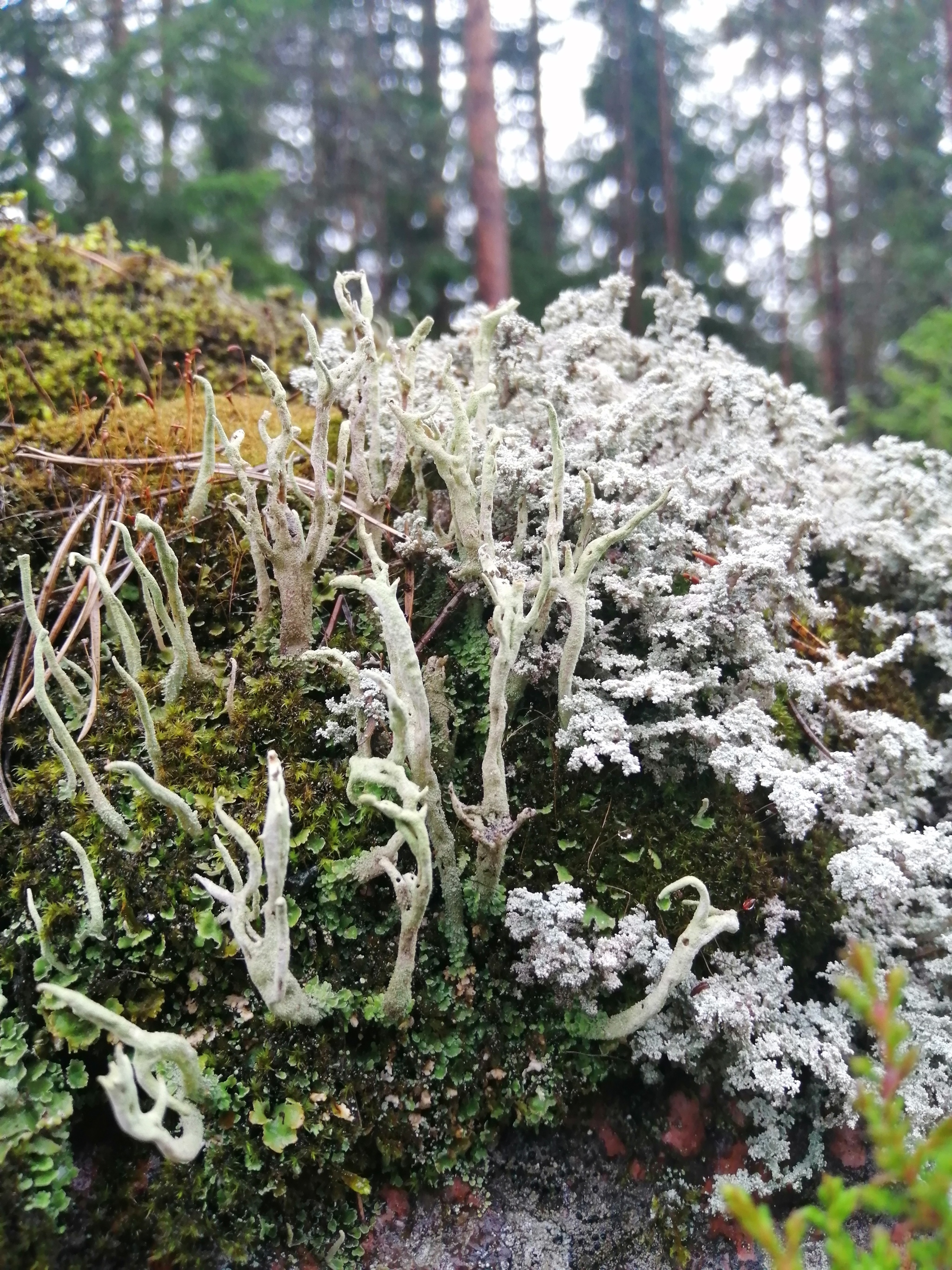 Karelia - My, Карелия, Moss, Macrocosm, Macro photography, Lichen, Longpost