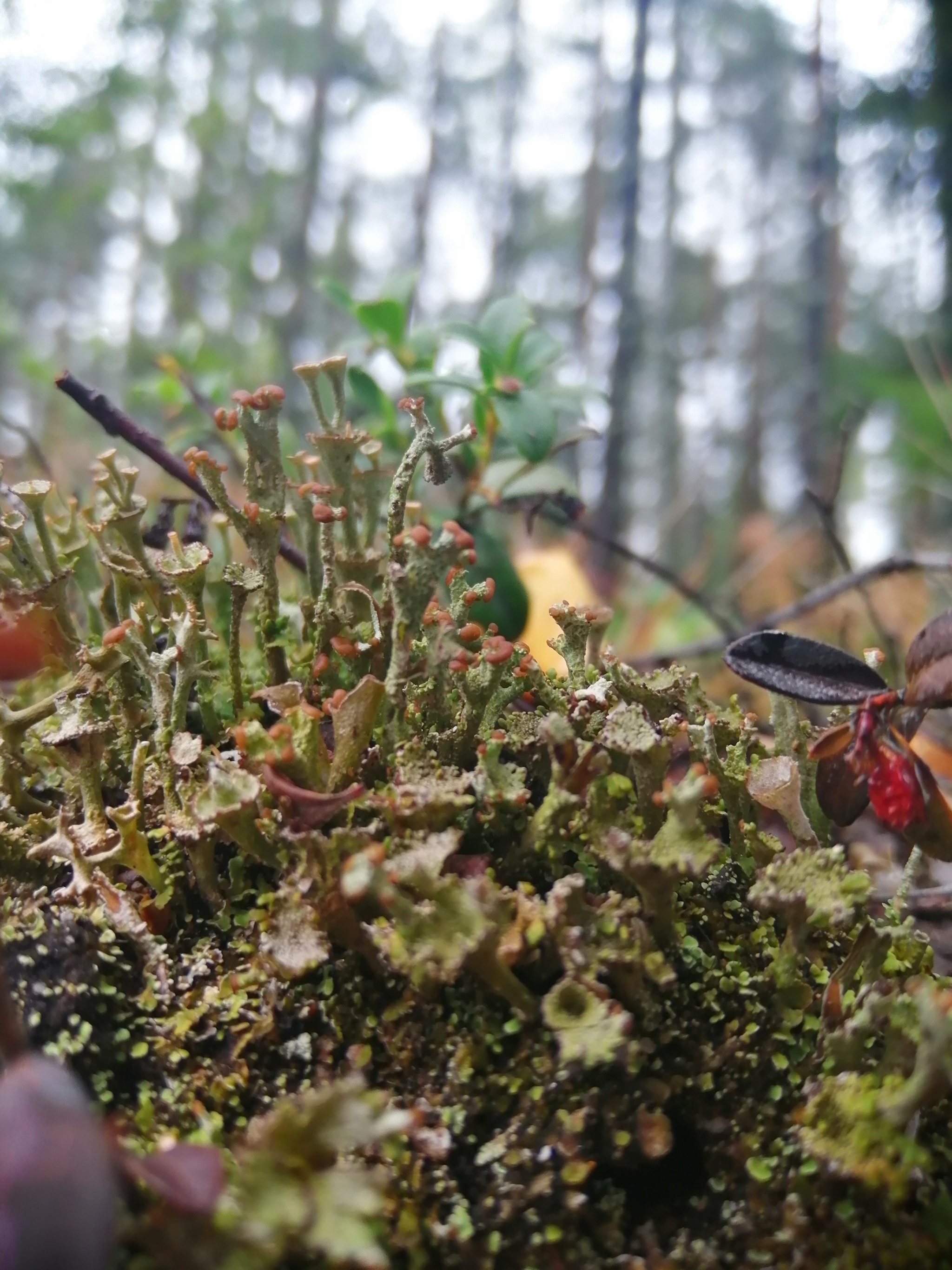 Karelia - My, Карелия, Moss, Macrocosm, Macro photography, Lichen, Longpost