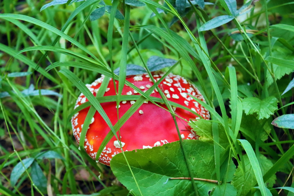 The most photogenic mushroom - My, Mushrooms, Fly agaric, Forest, Nature, The photo, Yekaterinburg, Ural, Longpost