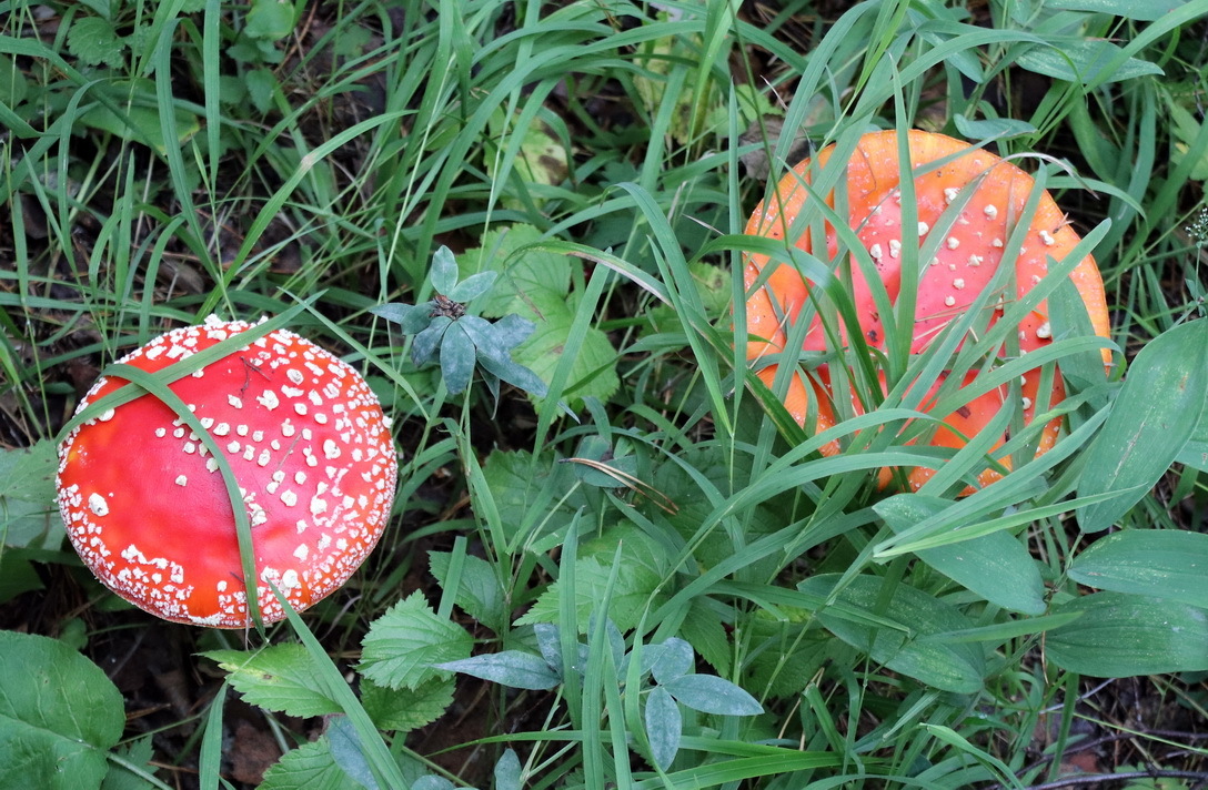 The most photogenic mushroom - My, Mushrooms, Fly agaric, Forest, Nature, The photo, Yekaterinburg, Ural, Longpost