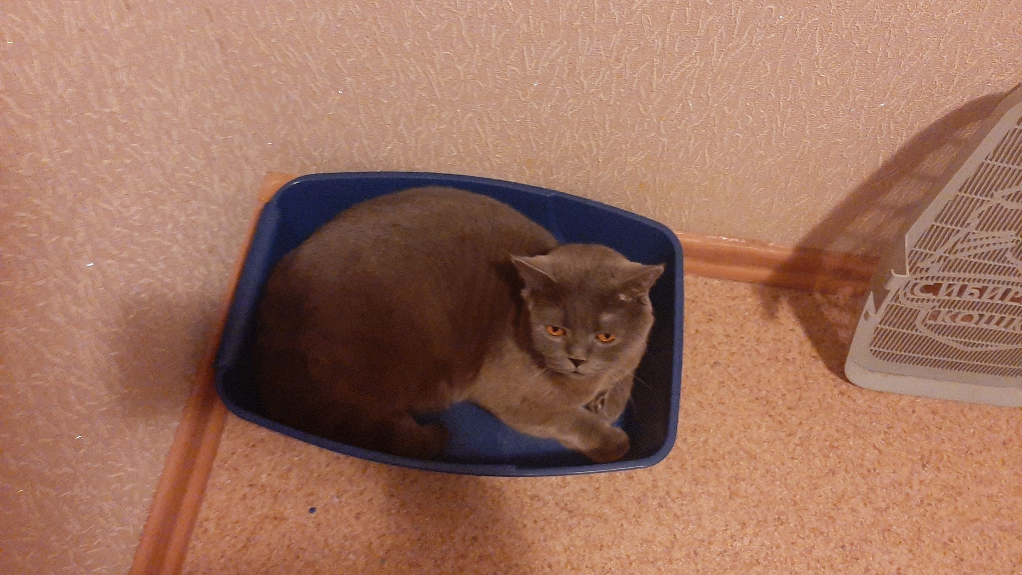 Cat in the litter box - My, cat, Tray