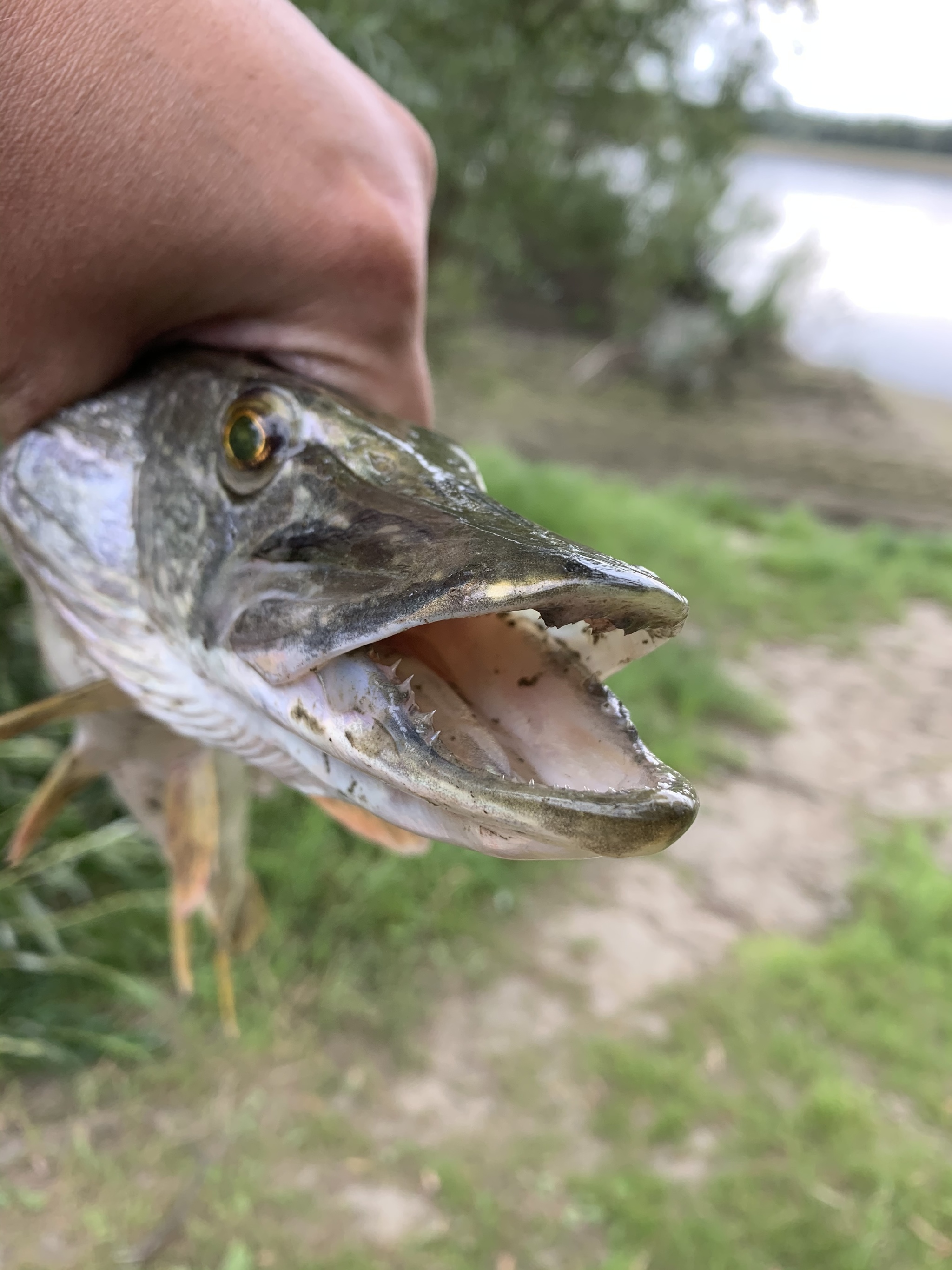 I caught a pike on the feeder, we are digging for a bluegrass larva in the Irtysh! We are preparing fish soup! - My, Fishing, Irtysh, Tobolsk, Pike, Feeder, Spinning, Video, Longpost