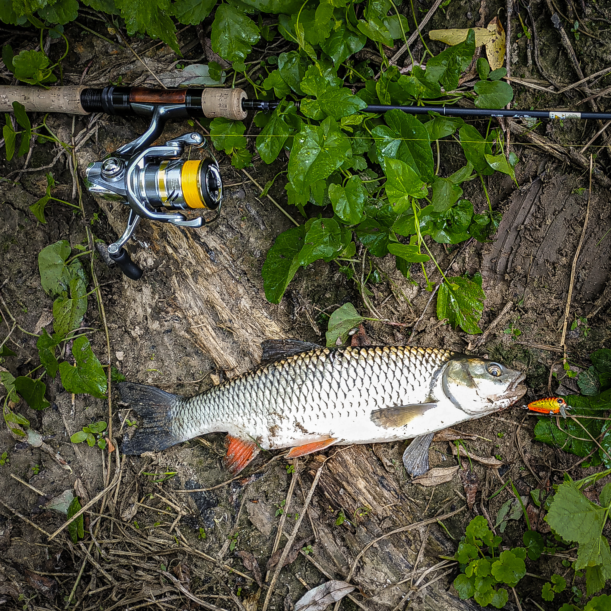 Catching Chub at the end of summer with wobblers - My, Fishing, River, Moscow region, Spinning, Chub, Chub fishing, Wobbler, Fishing gear, Video, Longpost