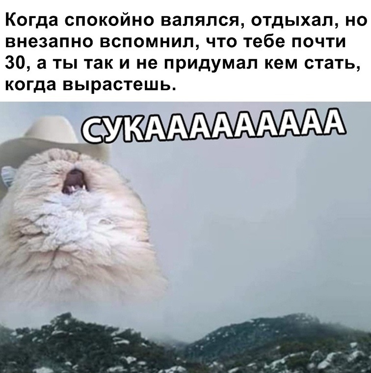 Zhizaaa - Memes, cat, Humor