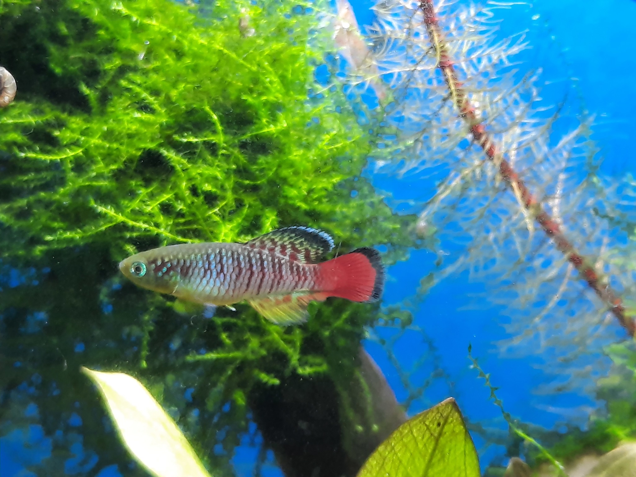 Chinese sprat part II - My, Aquarium, A fish, Video