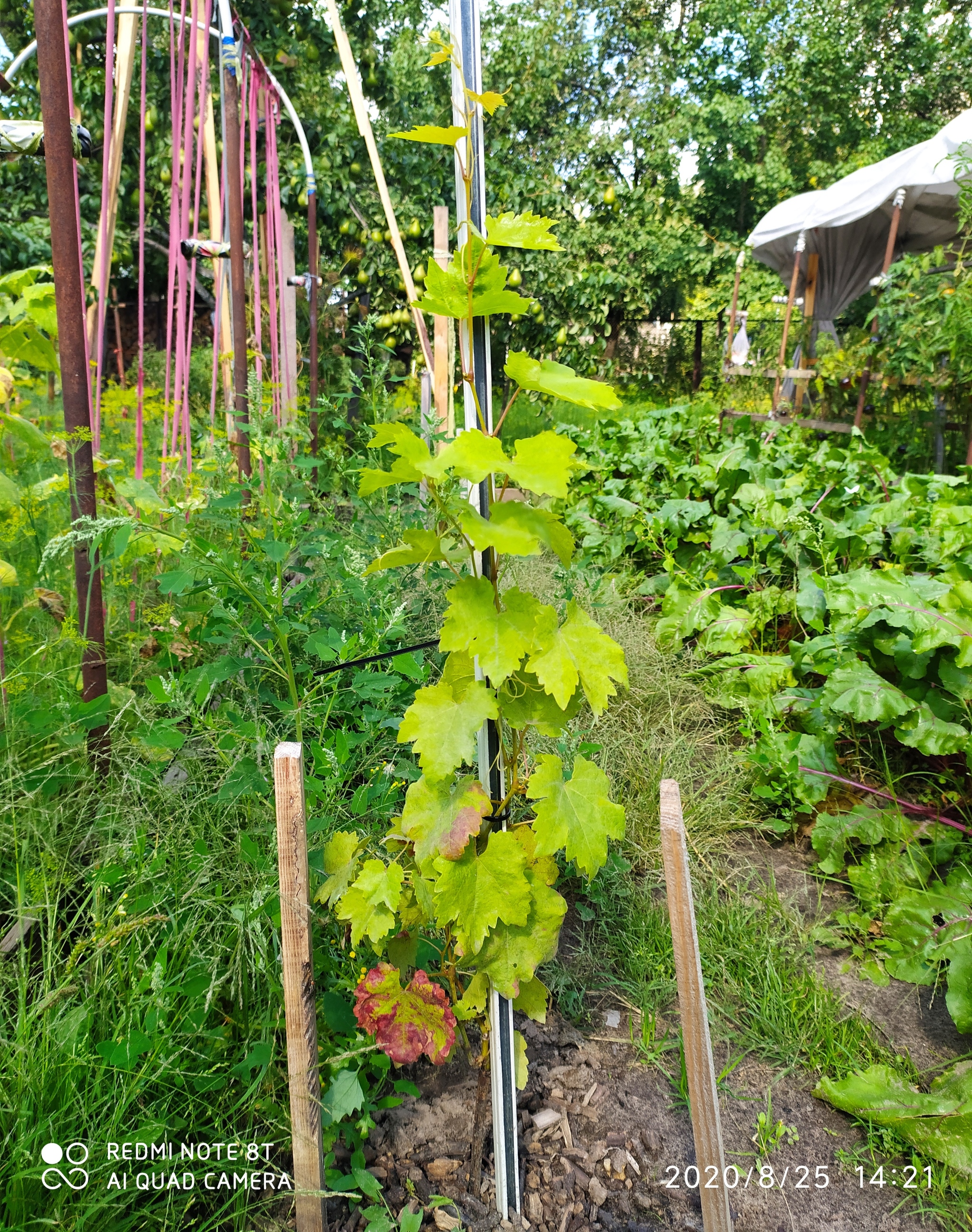 Grape - My, Grape, Gardening, Longpost