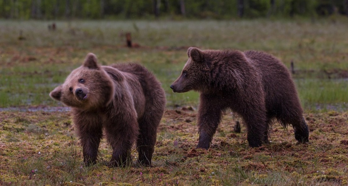 In Ugra, bears began to come out to people more often. They beg for cookies and steal traffic cones - The Bears, Ugra, Nefteyugansk, Video, Longpost, Teddy bears, Road cone, Vertical video, Animals, Wild animals