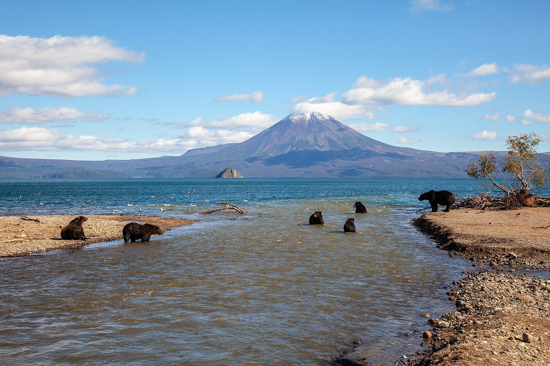 What a beauty! - The Bears, Brown bears, Wild animals, Nature, Kamchatka, Kuril lake, The national geographic, The photo, Ilyinsky Volcano