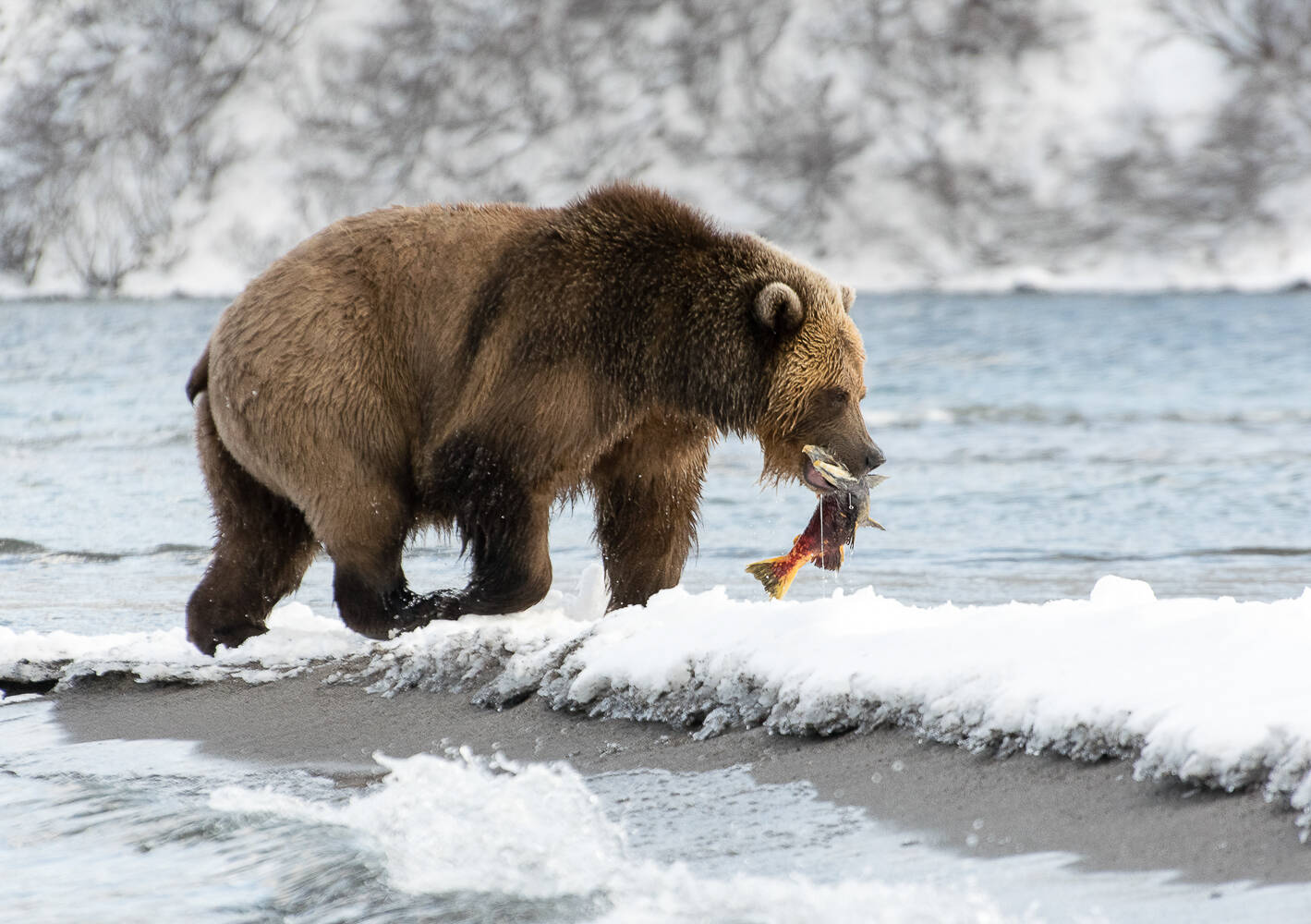 That case when work is life!... - The Bears, Brown bears, Wild animals, Kamchatka, Kuril lake, Reserves and sanctuaries, Vocation, Работа мечты, Longpost