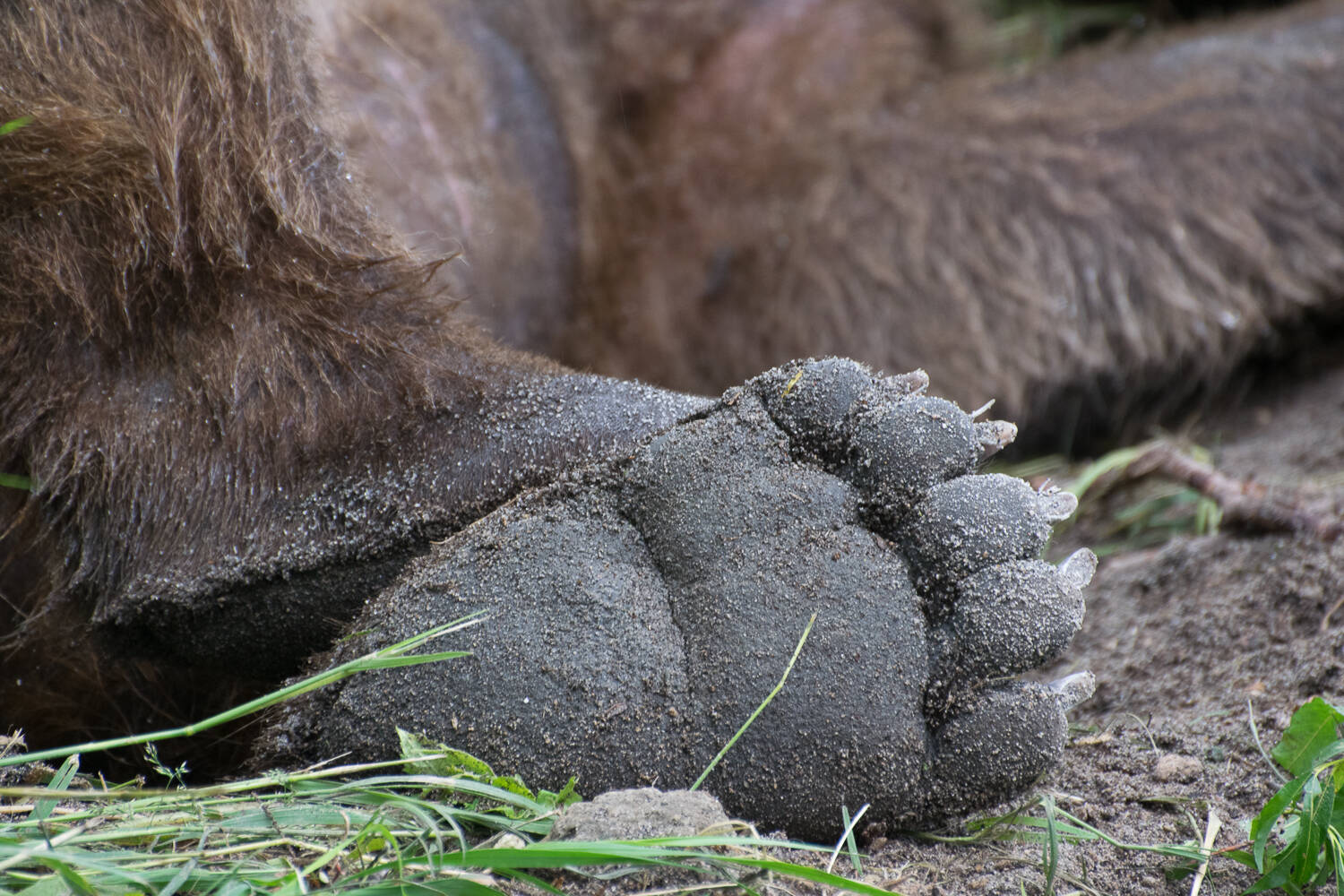 That case when work is life!... - The Bears, Brown bears, Wild animals, Kamchatka, Kuril lake, Reserves and sanctuaries, Vocation, Работа мечты, Longpost