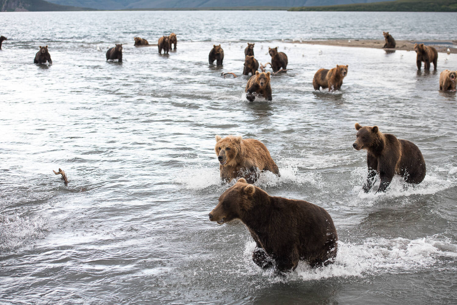 That case when work is life!... - The Bears, Brown bears, Wild animals, Kamchatka, Kuril lake, Reserves and sanctuaries, Vocation, Работа мечты, Longpost