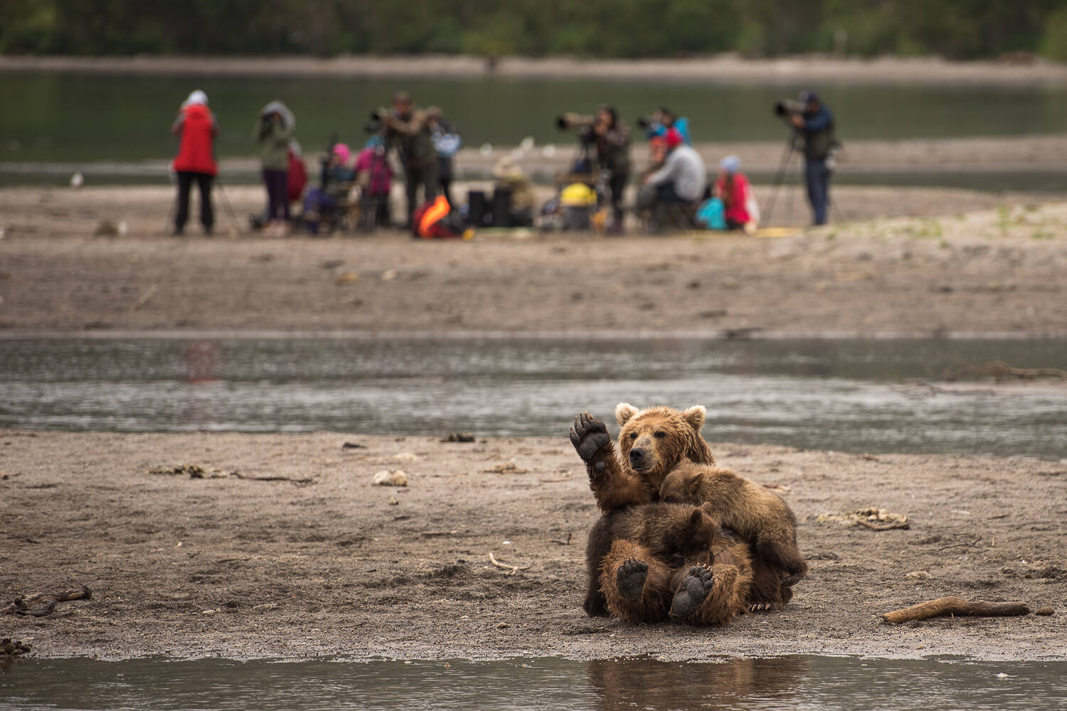 That case when work is life!... - The Bears, Brown bears, Wild animals, Kamchatka, Kuril lake, Reserves and sanctuaries, Vocation, Работа мечты, Longpost